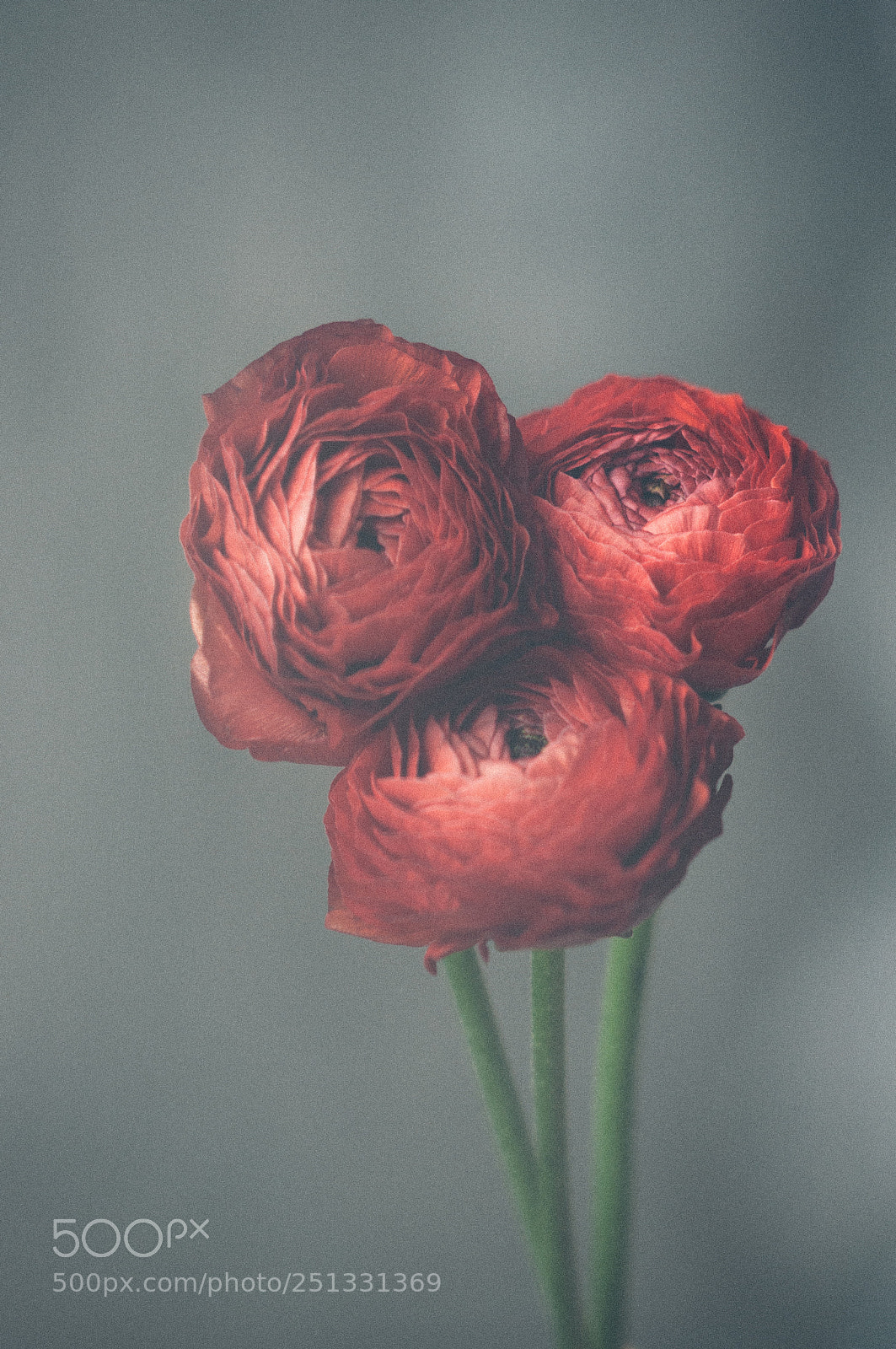 Nikon D5000 sample photo. Flowerlover i am photography