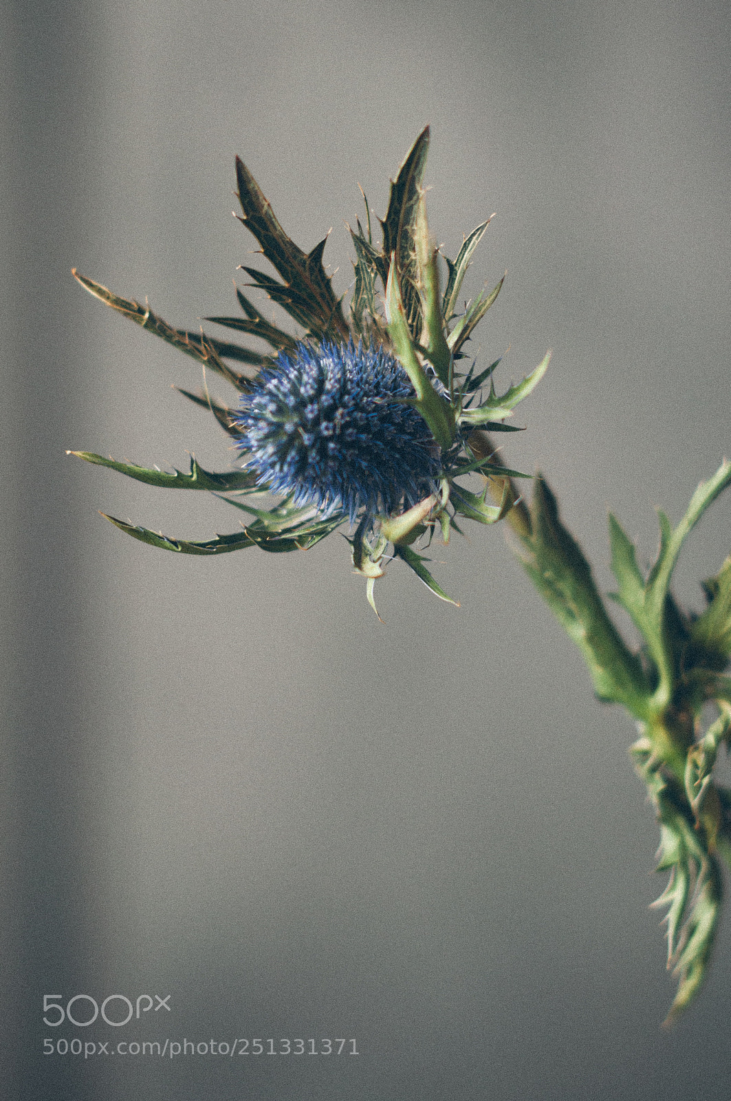 Nikon D5000 sample photo. Flowerlover i am photography