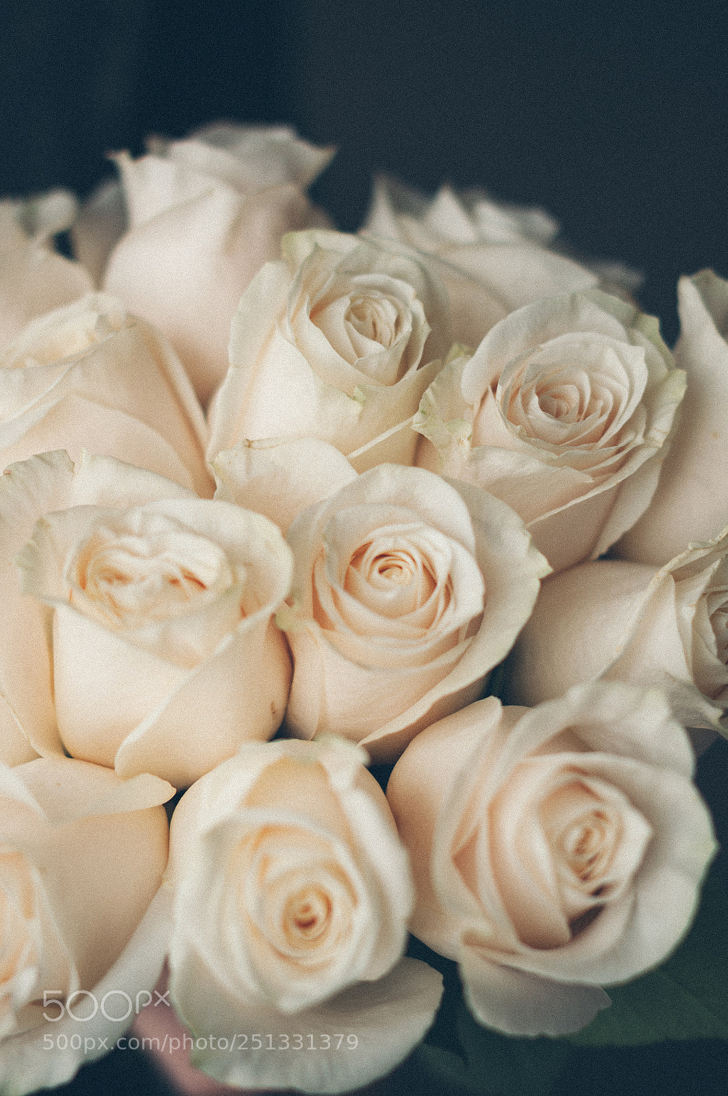 Nikon D5000 sample photo. Flowerlover i am photography