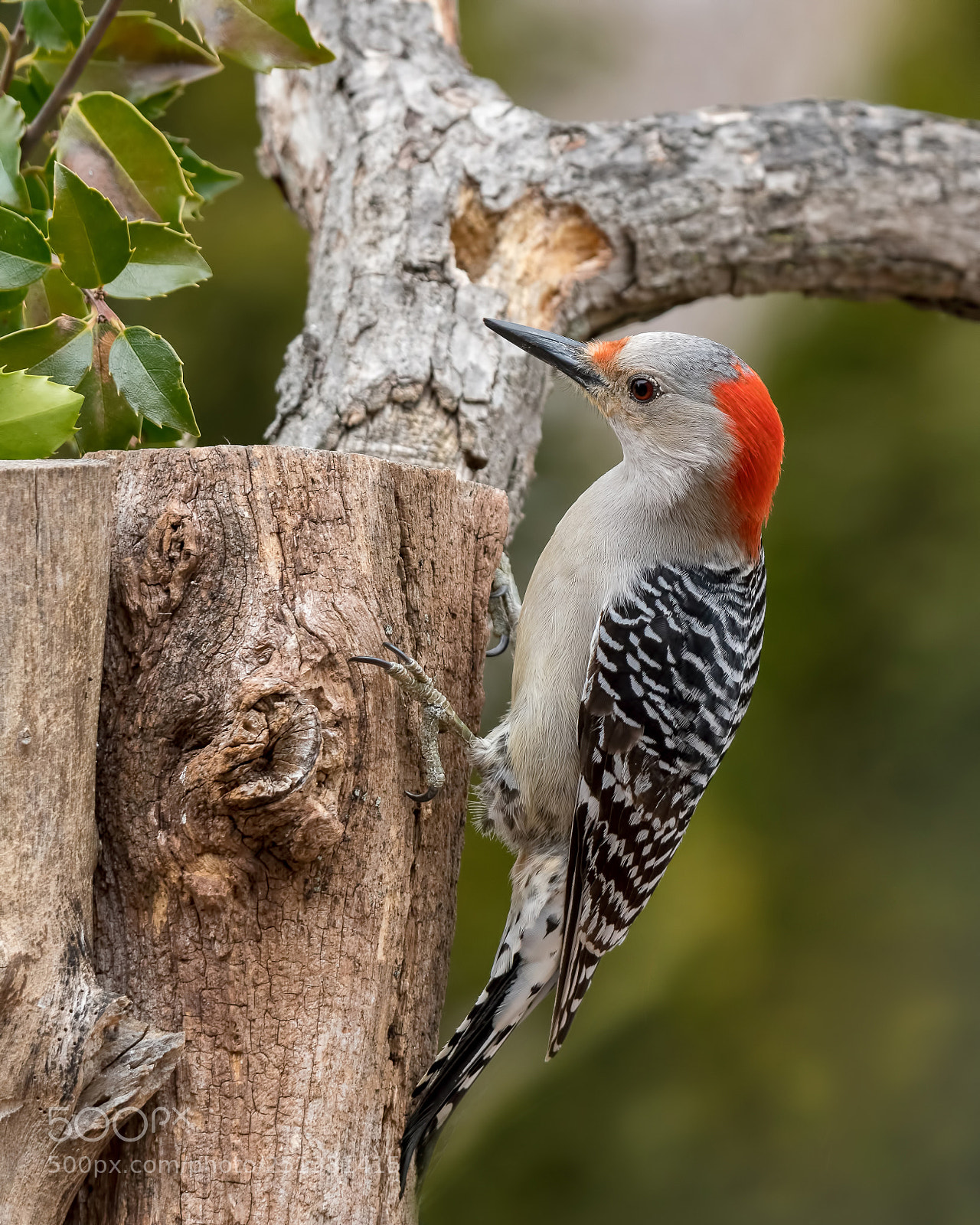 Nikon D850 sample photo. Lady red-bellied photography