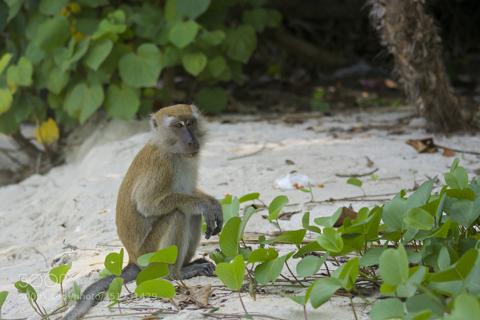 Nikon D7100 sample photo. Monkey's beach photography