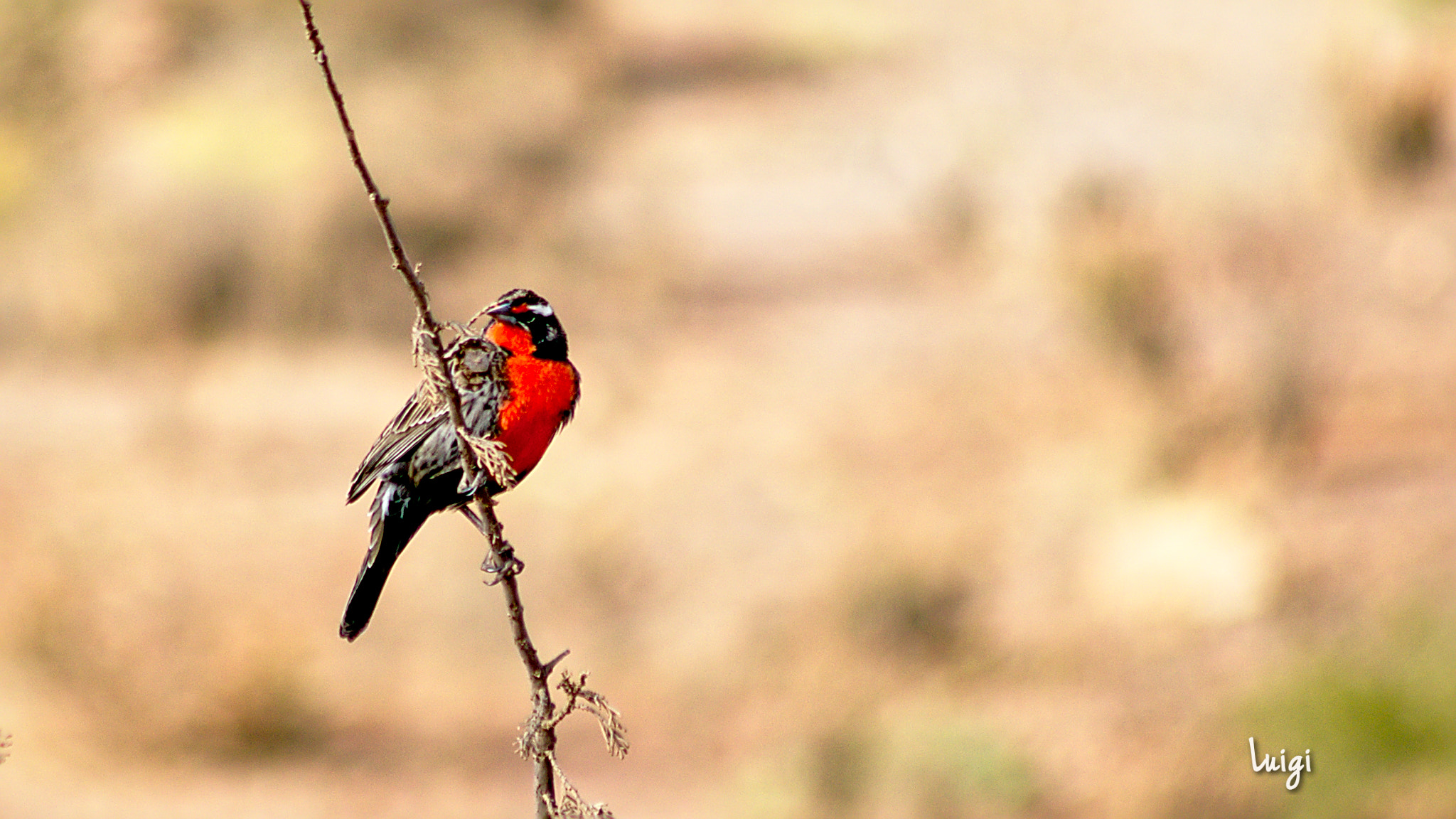 Nikon D5100 + Sigma 70-300mm F4-5.6 APO DG Macro sample photo. Loica photography