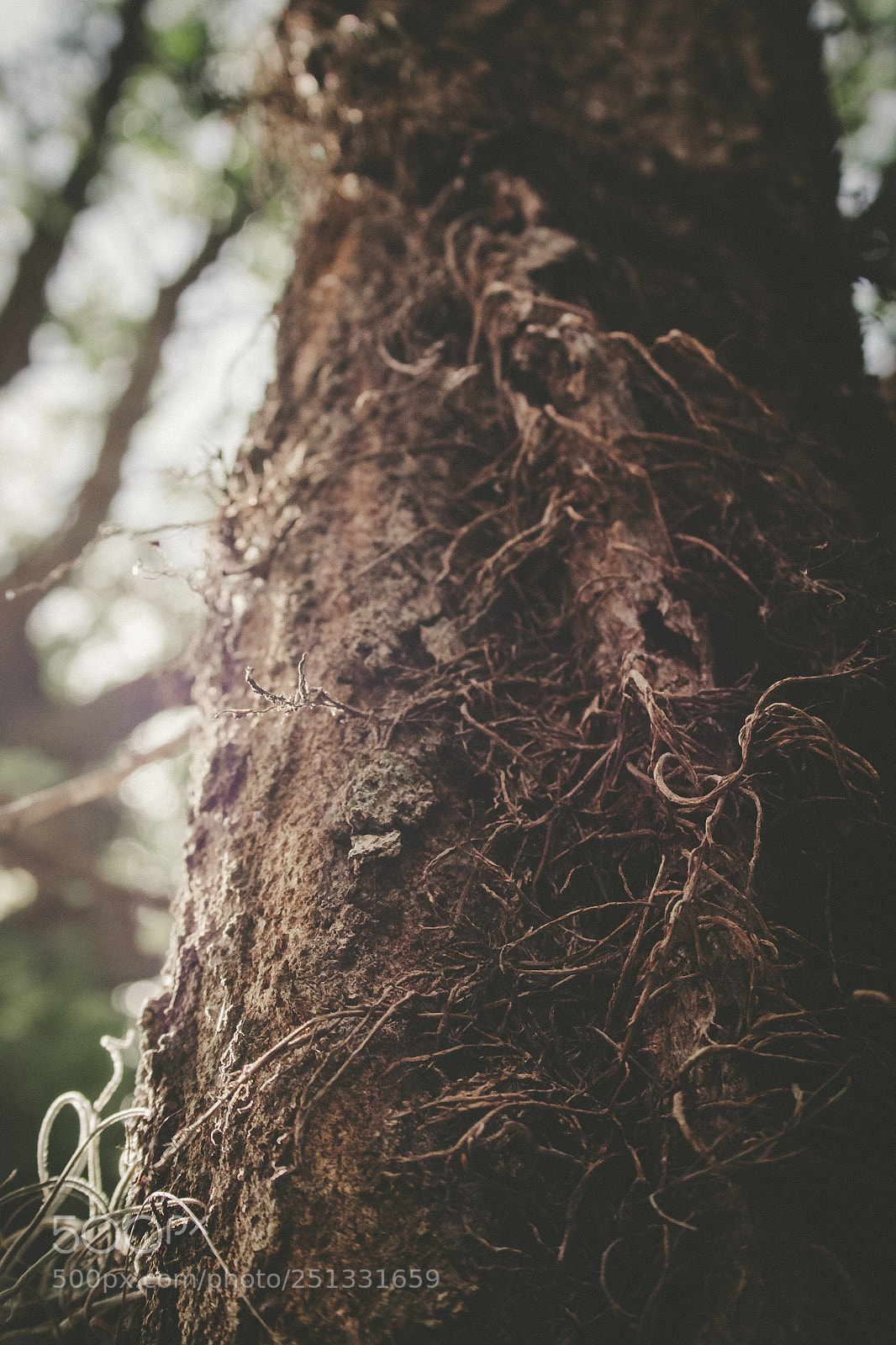 Canon EOS 70D sample photo.  nature network photography