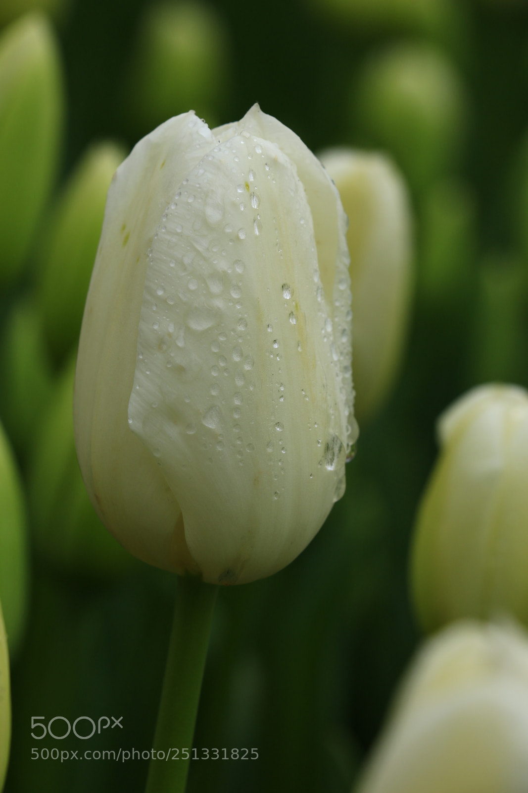 Canon EOS 70D sample photo. Untitled photography