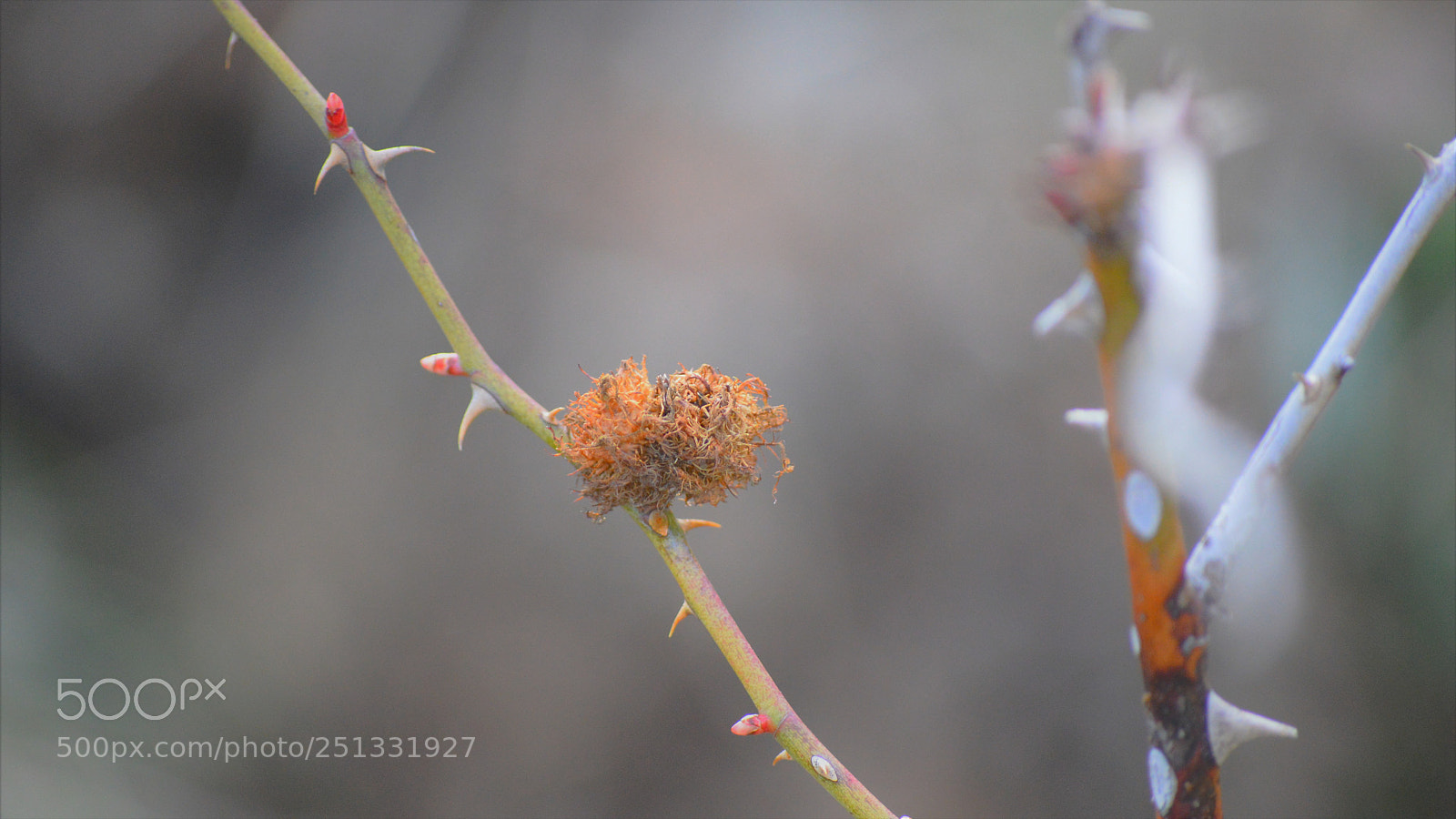 Nikon D3200 sample photo. Untitled photography