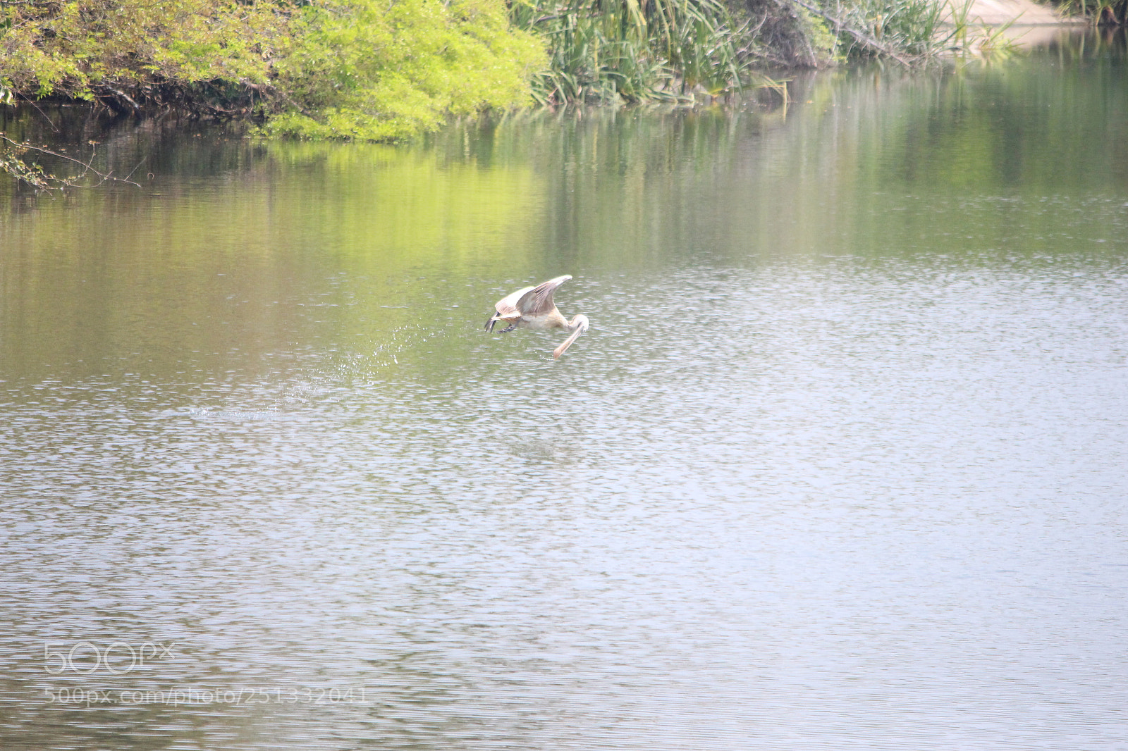 Canon EF-S 55-250mm F4-5.6 IS II sample photo. Untitled photography