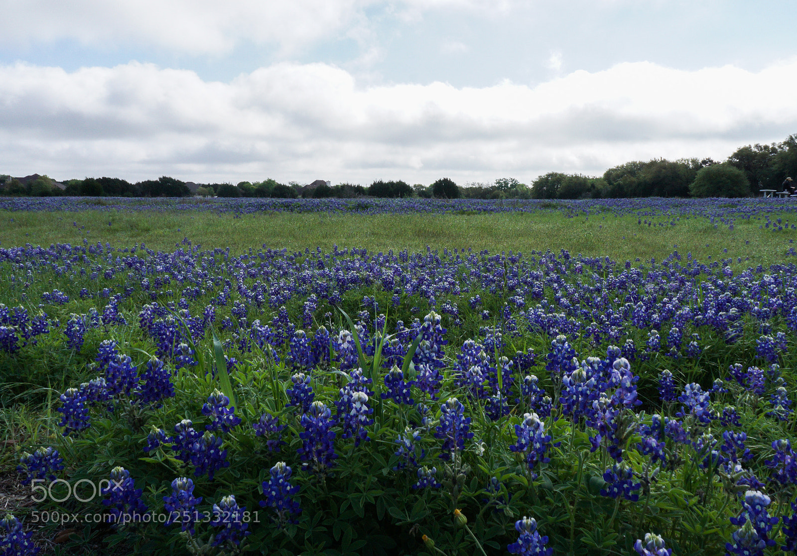 Sony a6000 sample photo. Bluebonnets near and far photography