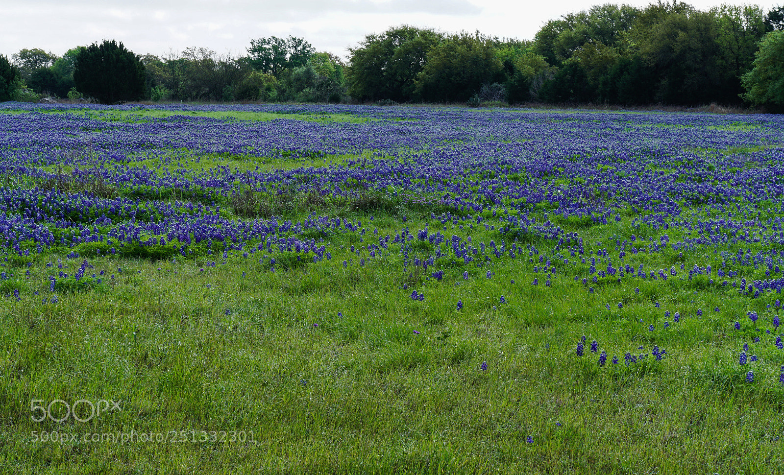 Sony a6000 sample photo. Tesas bluebonnets photography