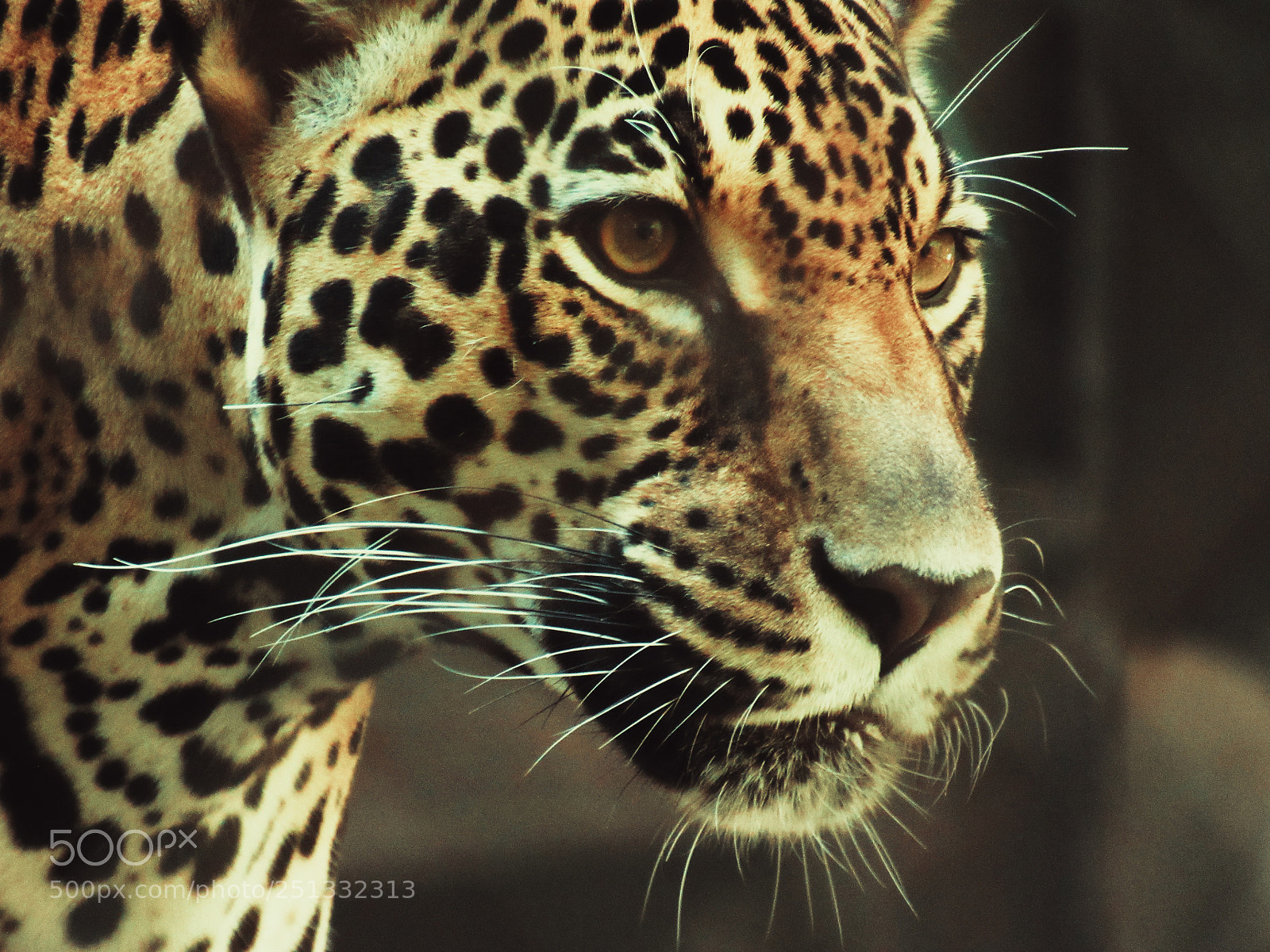 Canon PowerShot SX530 HS sample photo. Panthera onca photography