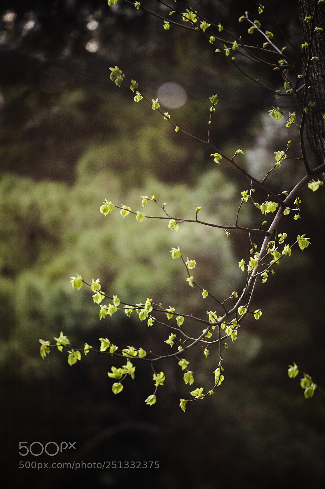Canon EOS 5D Mark II sample photo. Growing leaf photography