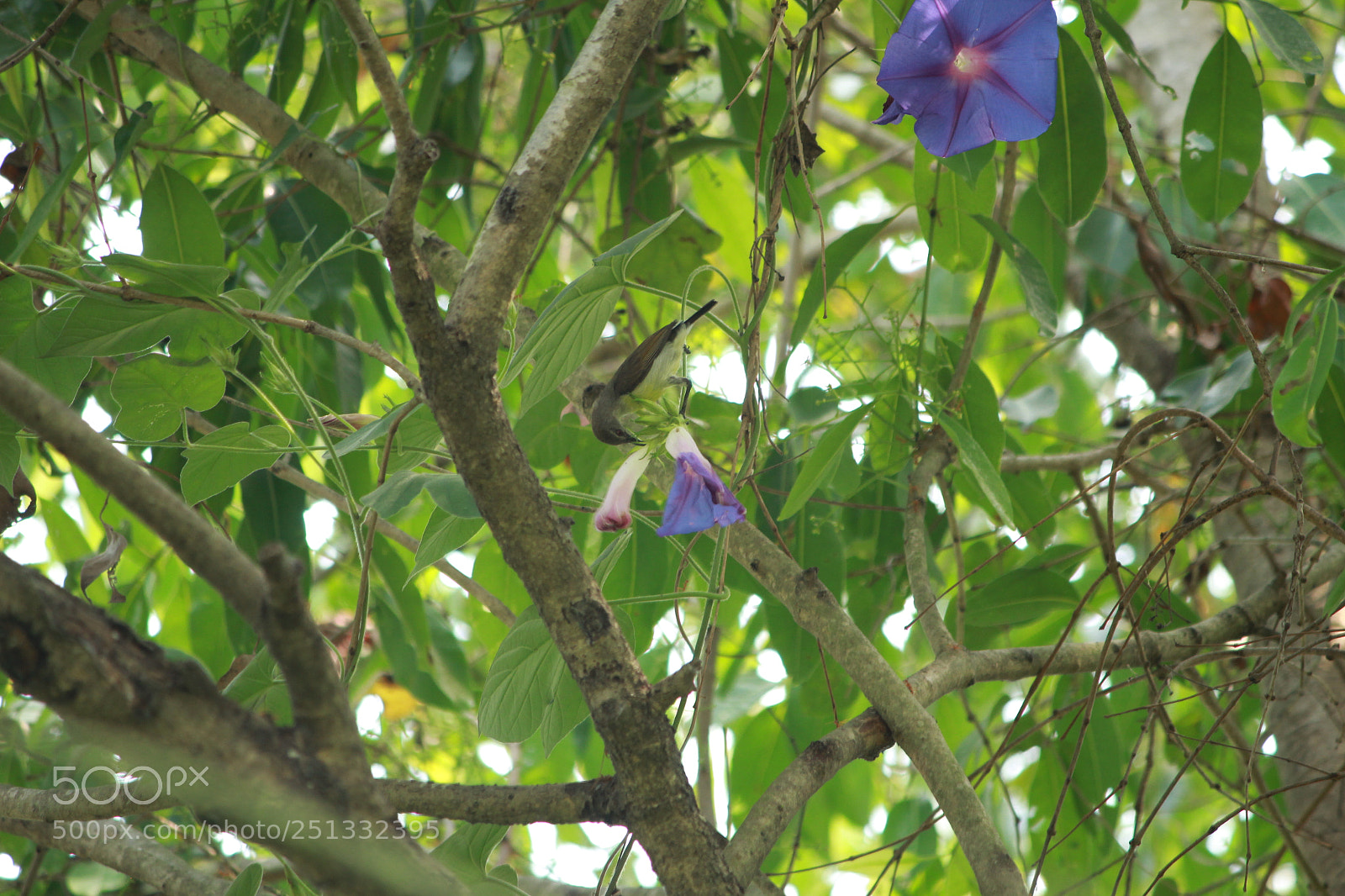 Canon EF-S 55-250mm F4-5.6 IS II sample photo. Untitled photography