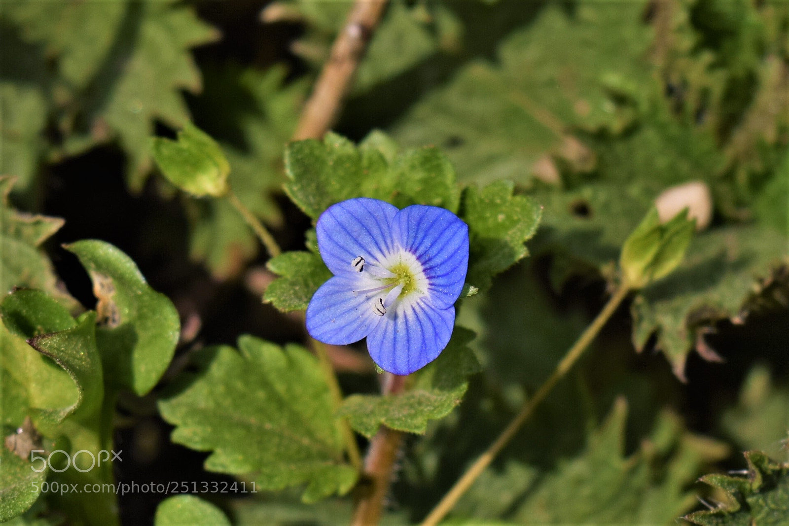 Nikon D3300 sample photo. Dinamovac photography