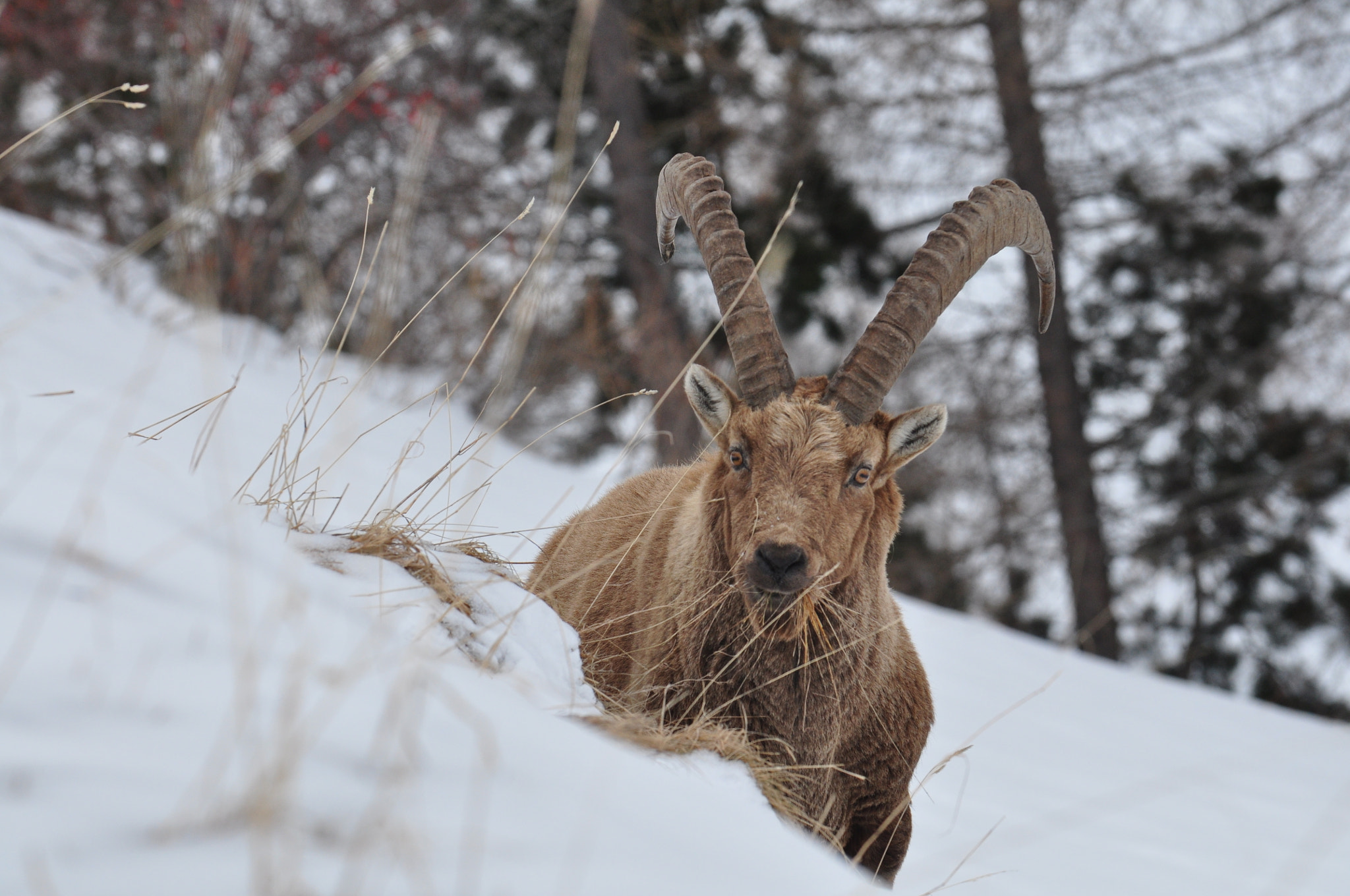 Nikon D90 sample photo. Se nourrir..... photography