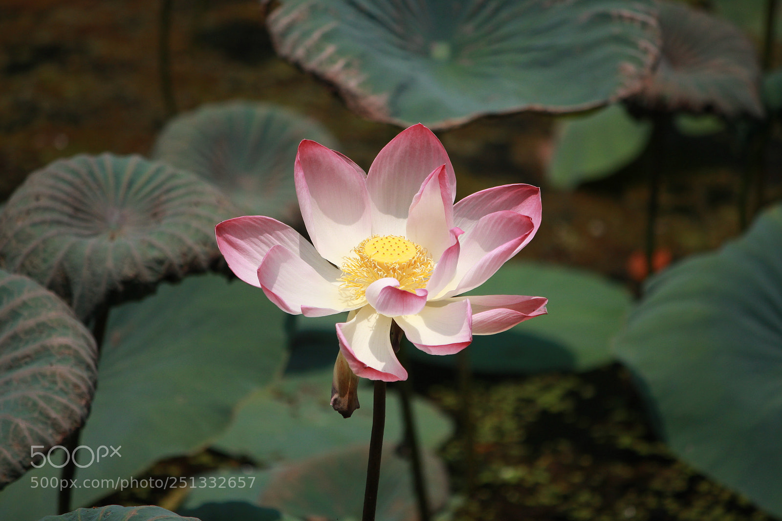 Canon EF-S 55-250mm F4-5.6 IS II sample photo. Untitled photography