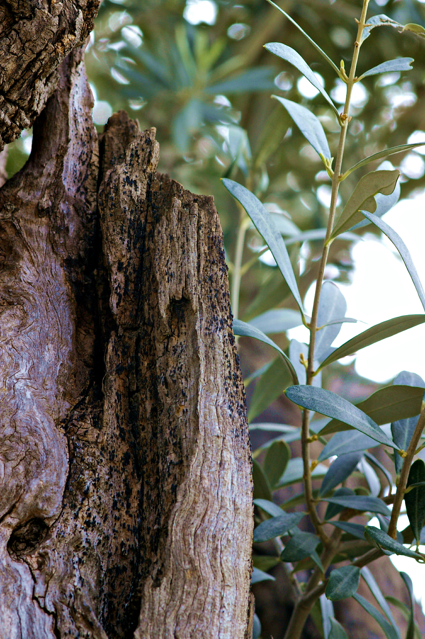 Pentax *ist DS sample photo