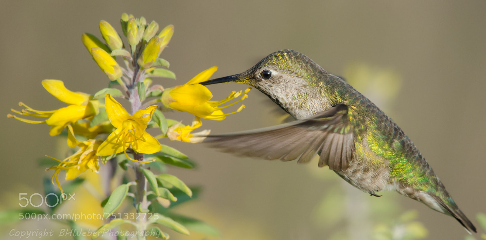 Nikon D7000 sample photo. Anna's hummingbird and flowers photography