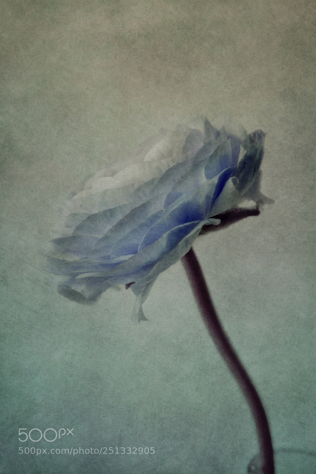 Nikon D5200 sample photo. Blue ranunculus photography