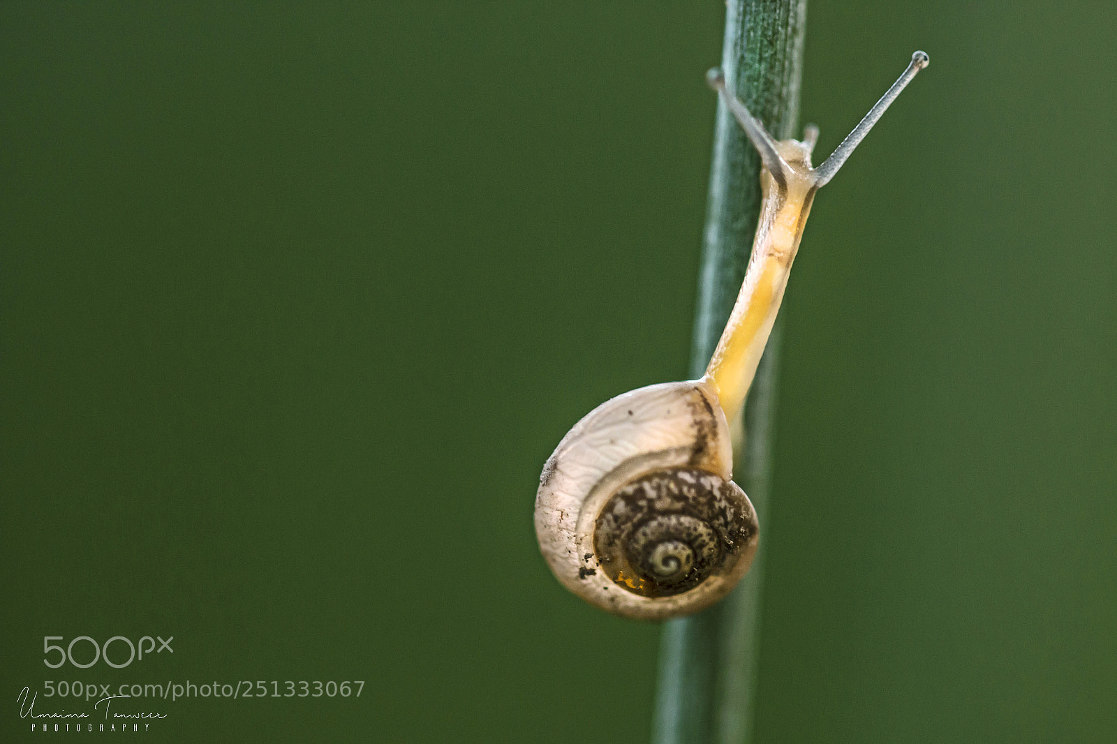 Canon EOS 70D sample photo. "snail." photography