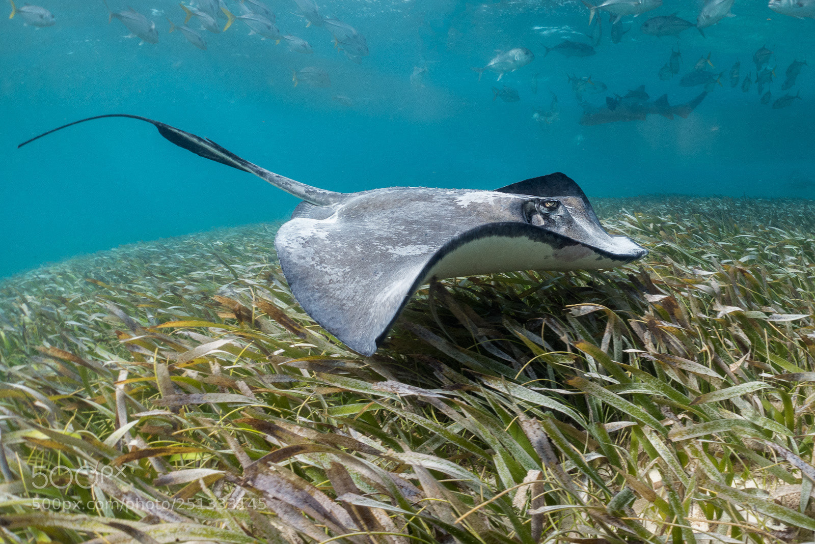 Sony DSC-RX100M5 sample photo. Southern stingray photography