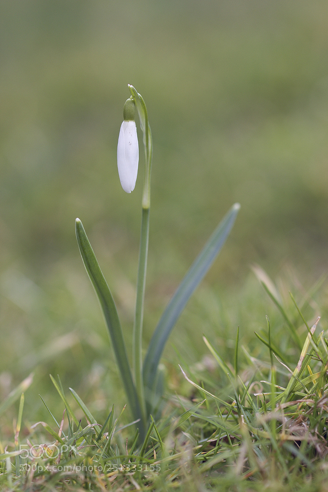 Canon EOS 600D (Rebel EOS T3i / EOS Kiss X5) sample photo. Snowdrop photography