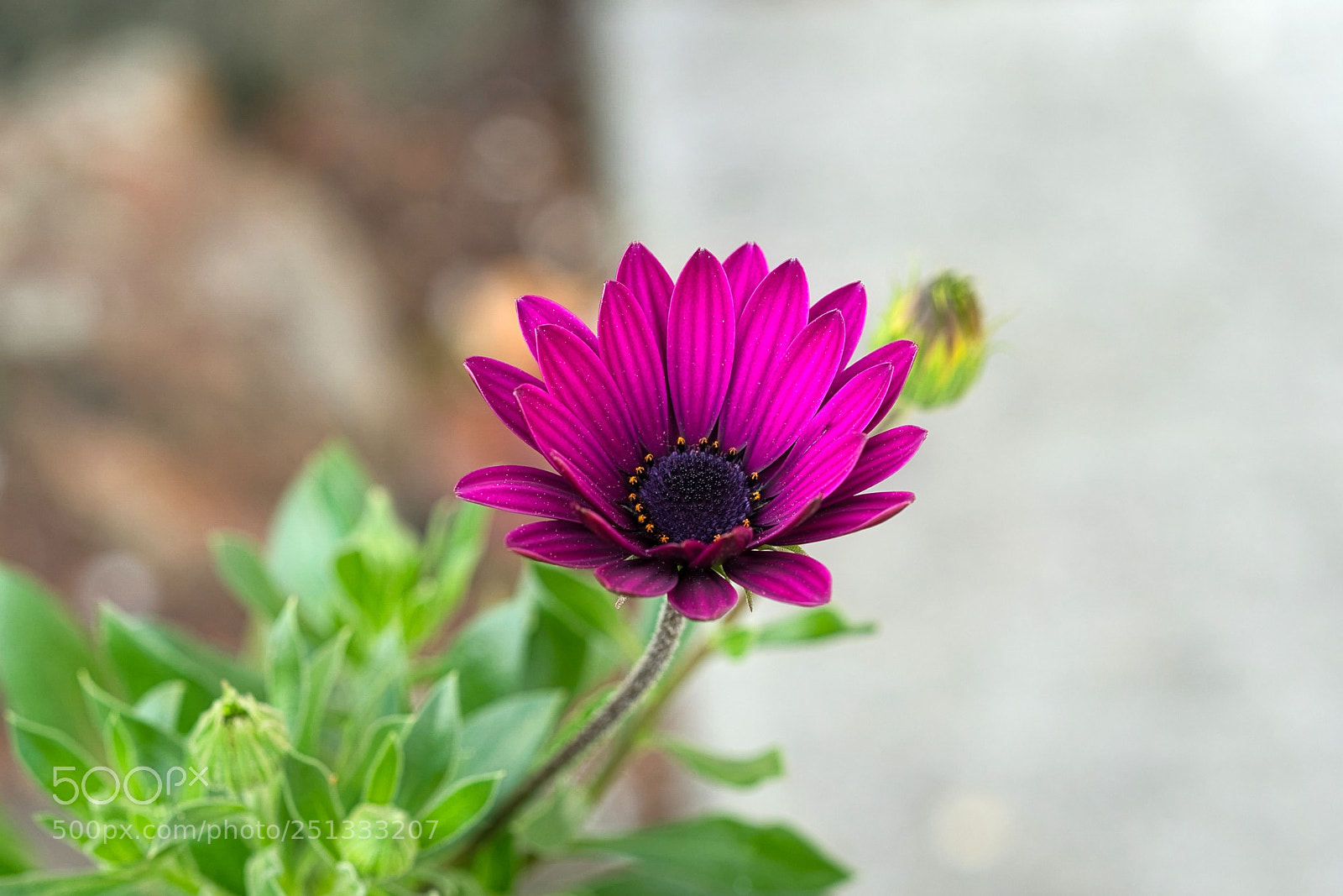 Sony a9 sample photo. I will find you 0329 photography