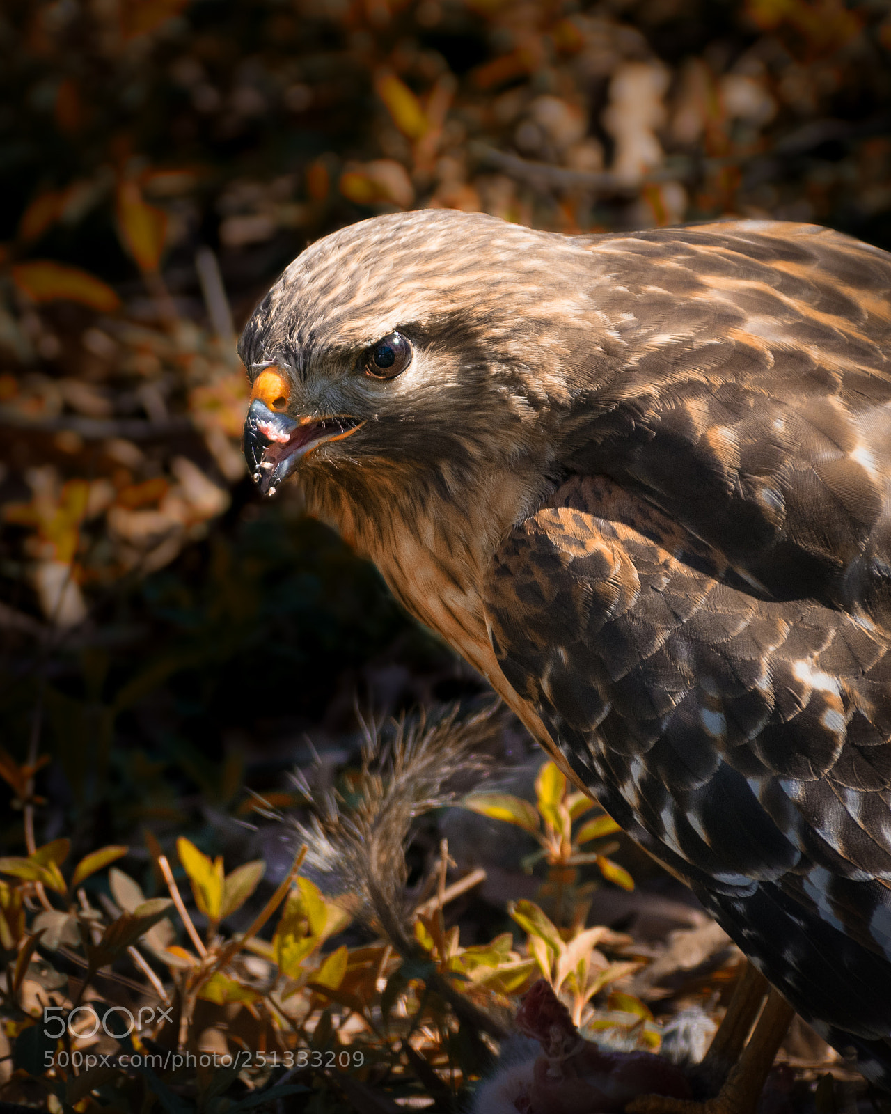 Nikon D5300 sample photo. Red shouldered hawk with photography