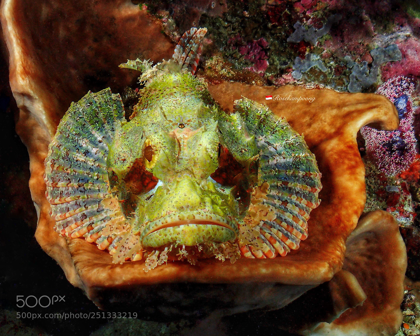Olympus TG-4 sample photo. Scorpionfish, sleepy  photography