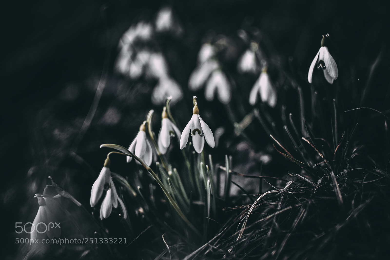 Nikon D7200 sample photo. Flower photography