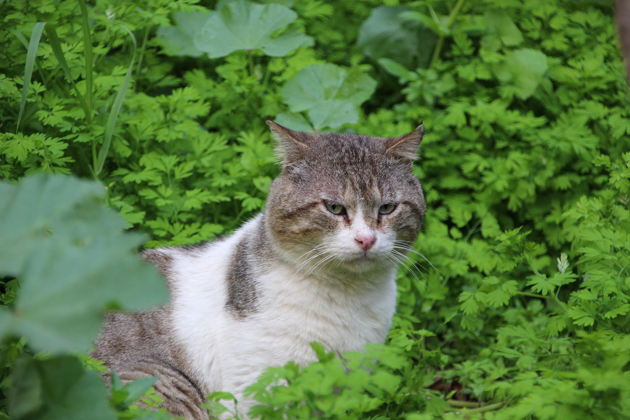 Canon EOS 700D (EOS Rebel T5i / EOS Kiss X7i) + Canon TS-E 90mm F2.8 Tilt-Shift sample photo. Its a serious cat photography