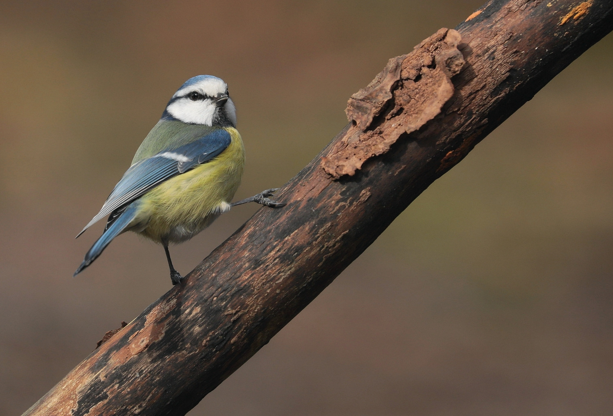 Canon EOS 5D Mark IV sample photo. Blue tit photography