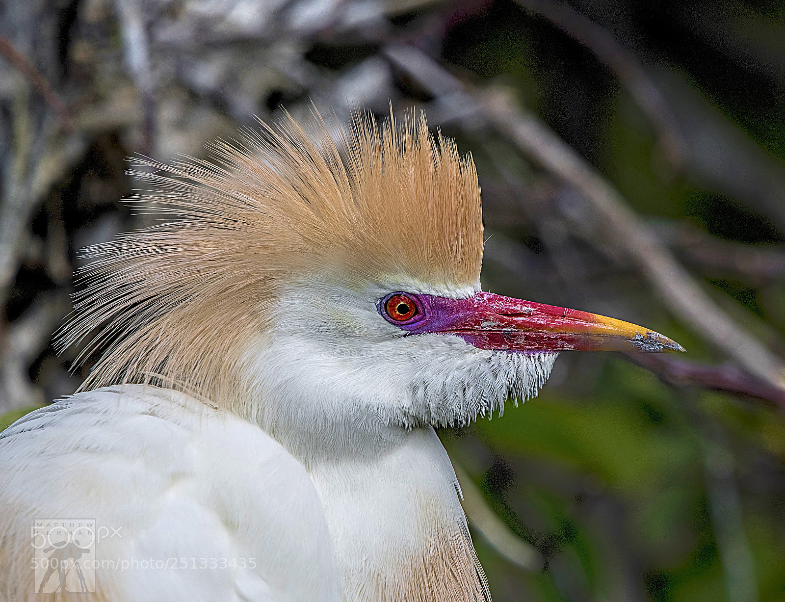 Nikon D810 sample photo. Breeding plumage  1731 photography