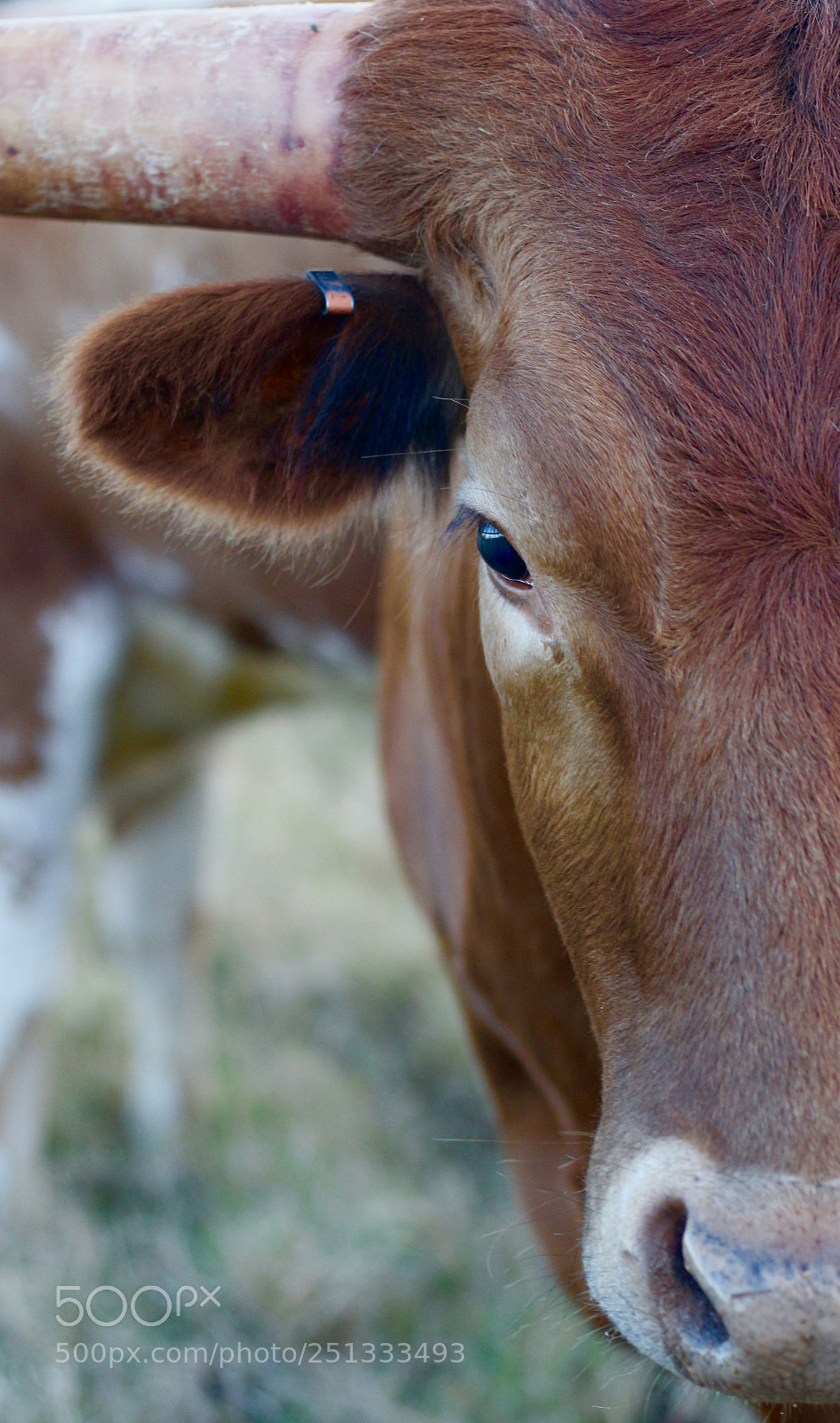 Canon EOS 100D (EOS Rebel SL1 / EOS Kiss X7) sample photo. Longhorn photography