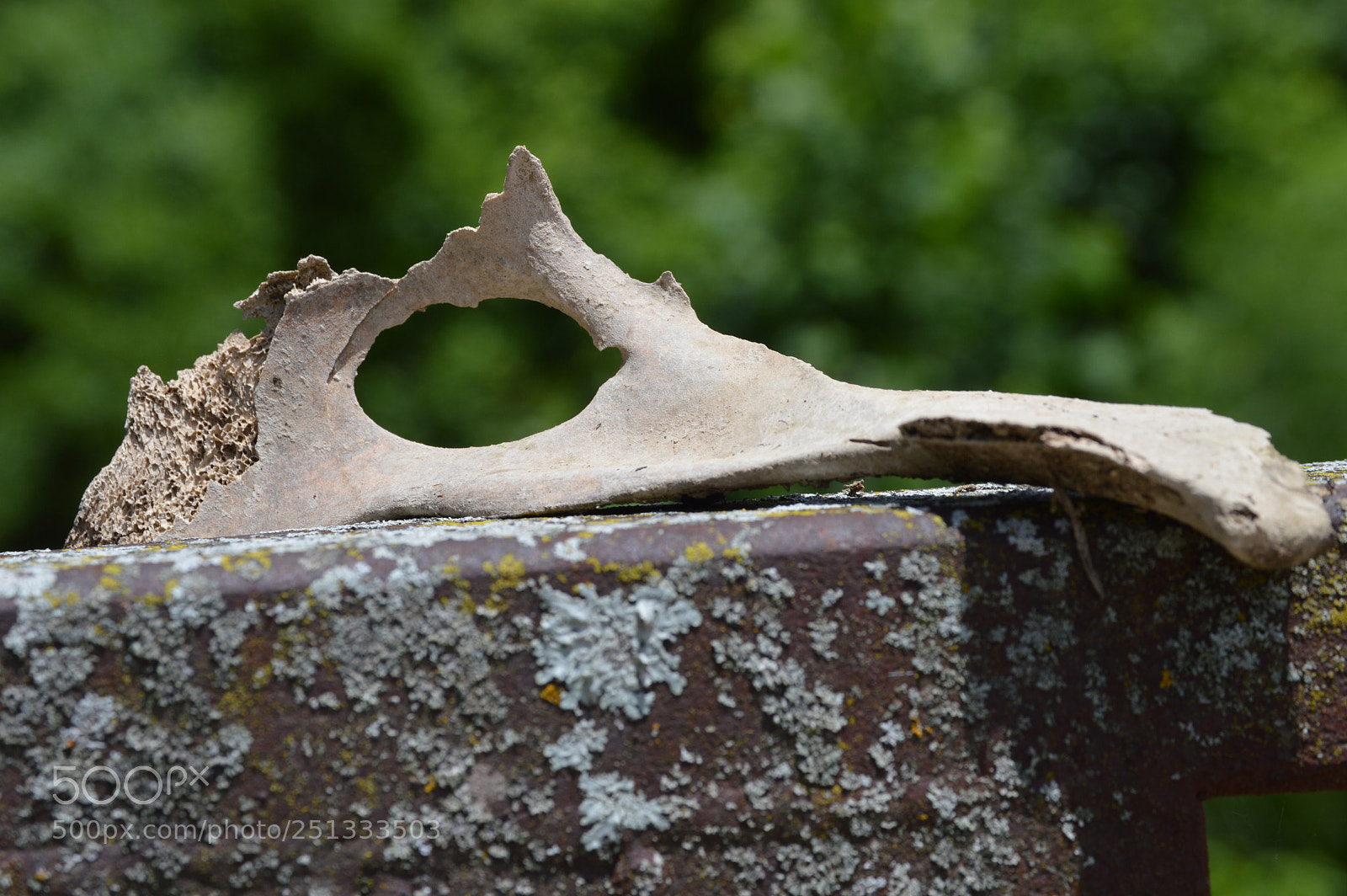 Nikon D3200 sample photo. Dinosaur bone photography