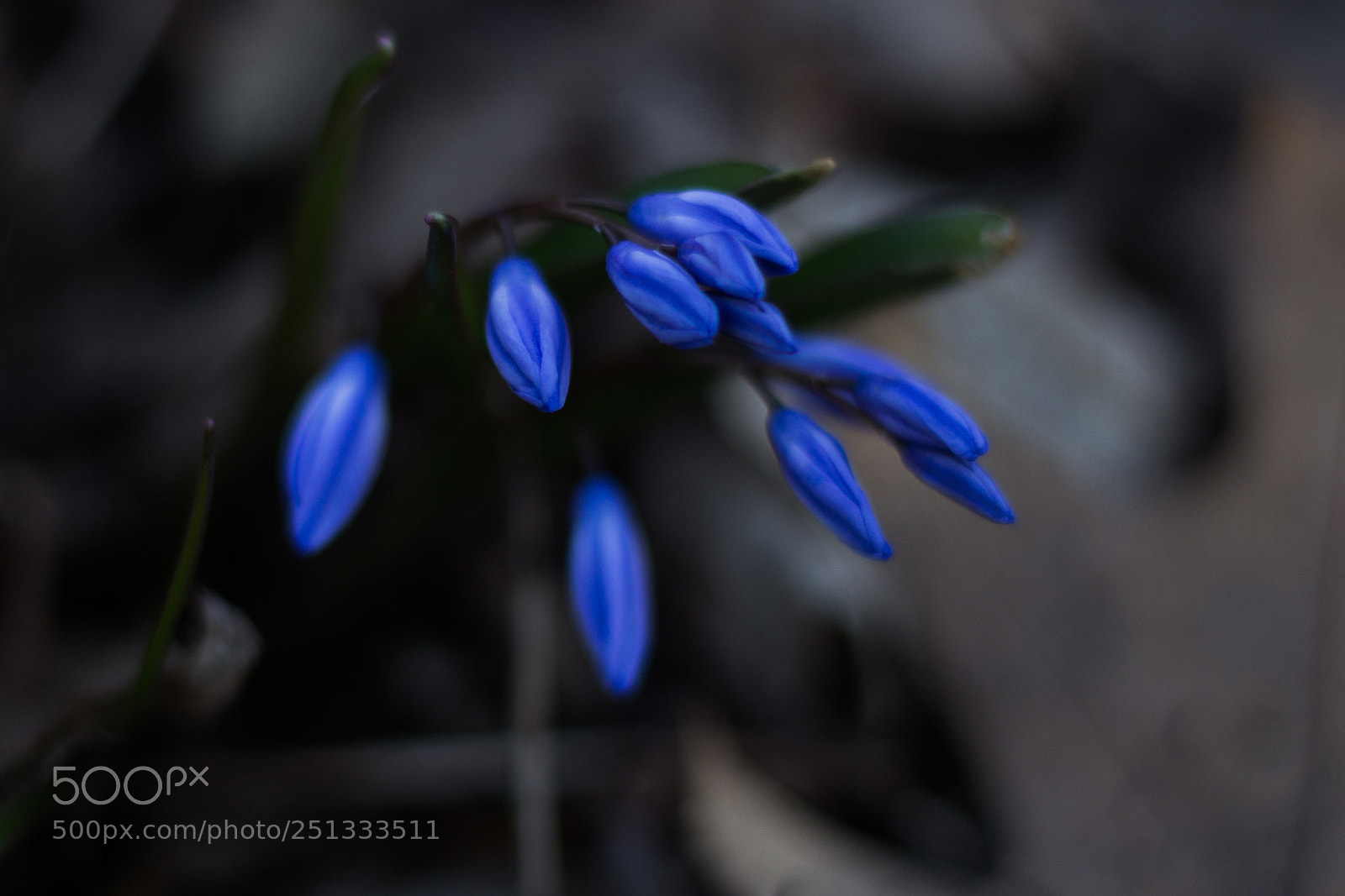 Canon EOS 600D (Rebel EOS T3i / EOS Kiss X5) sample photo. Blue photography