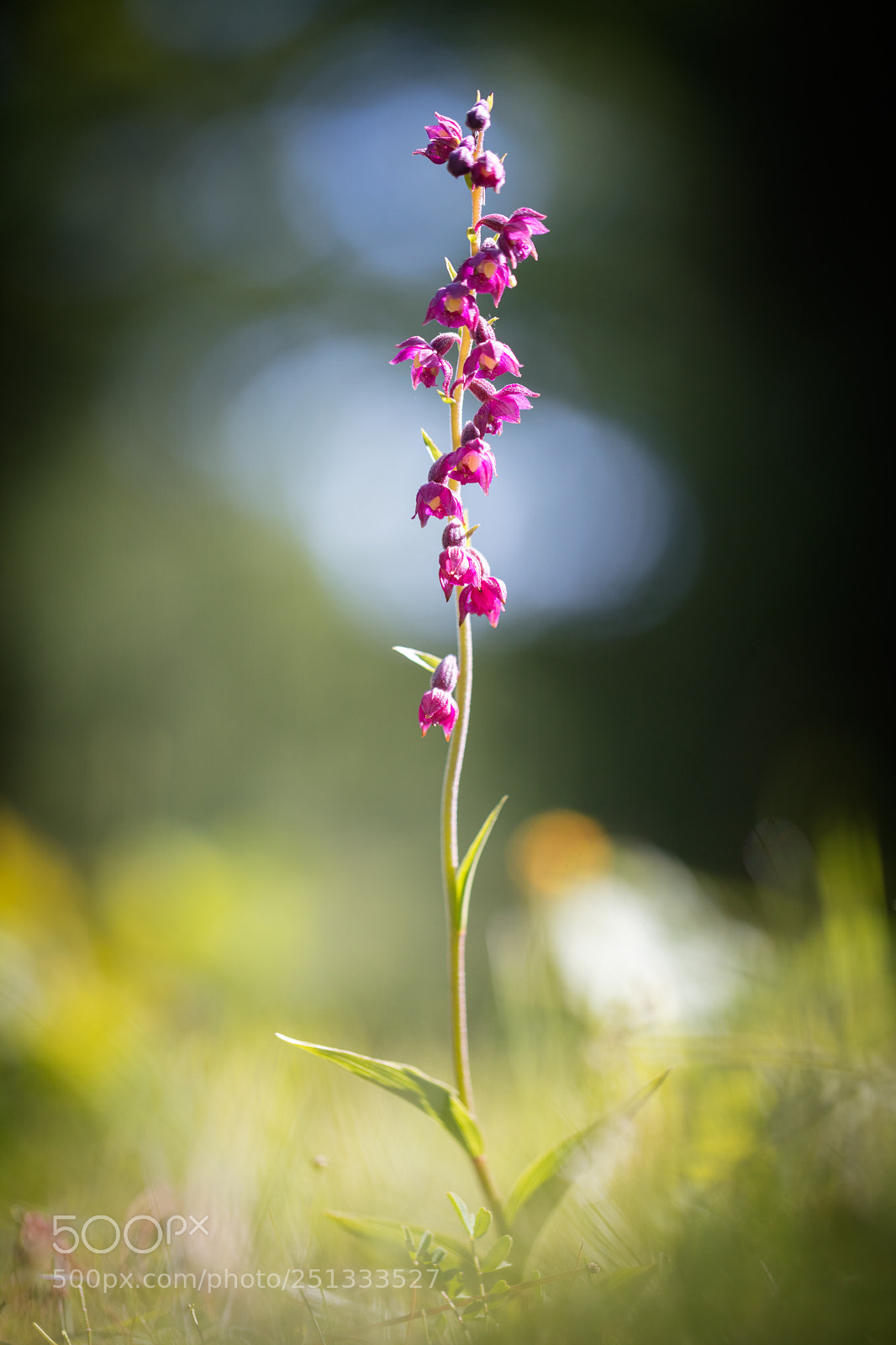 Canon EOS 5DS R sample photo. Epipactis pourpre. epipactis atrorubens photography