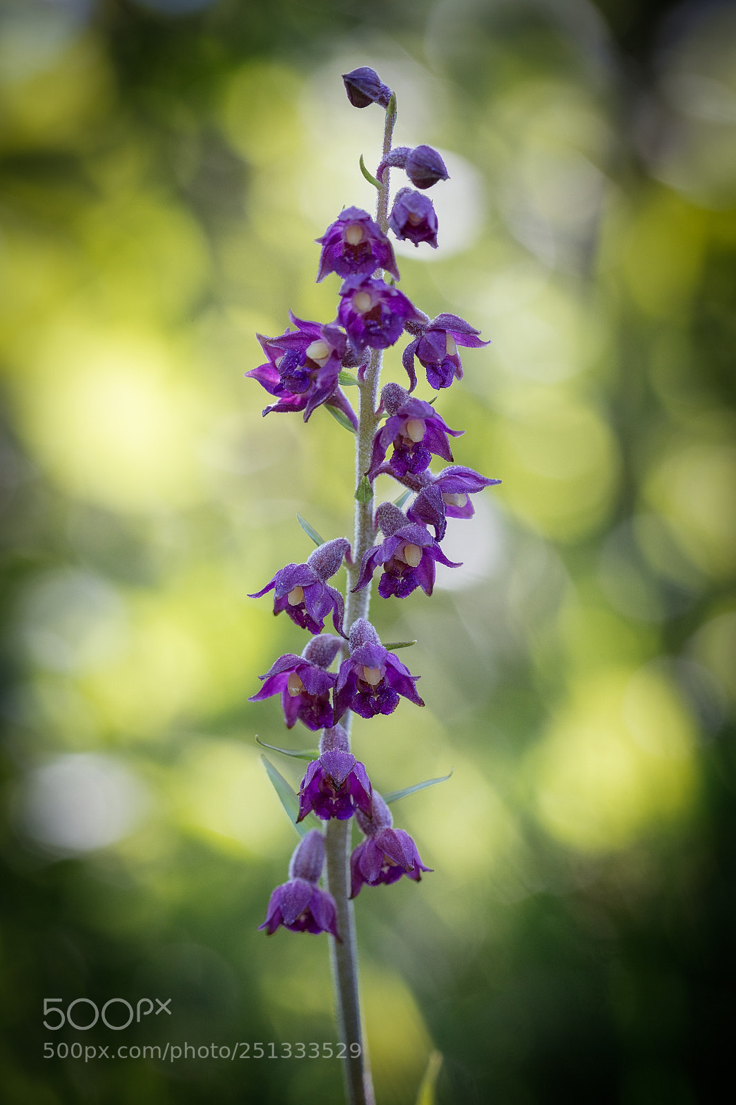 Canon EOS 5DS R sample photo. Epipactis pourpre. epipactis atrorubens photography