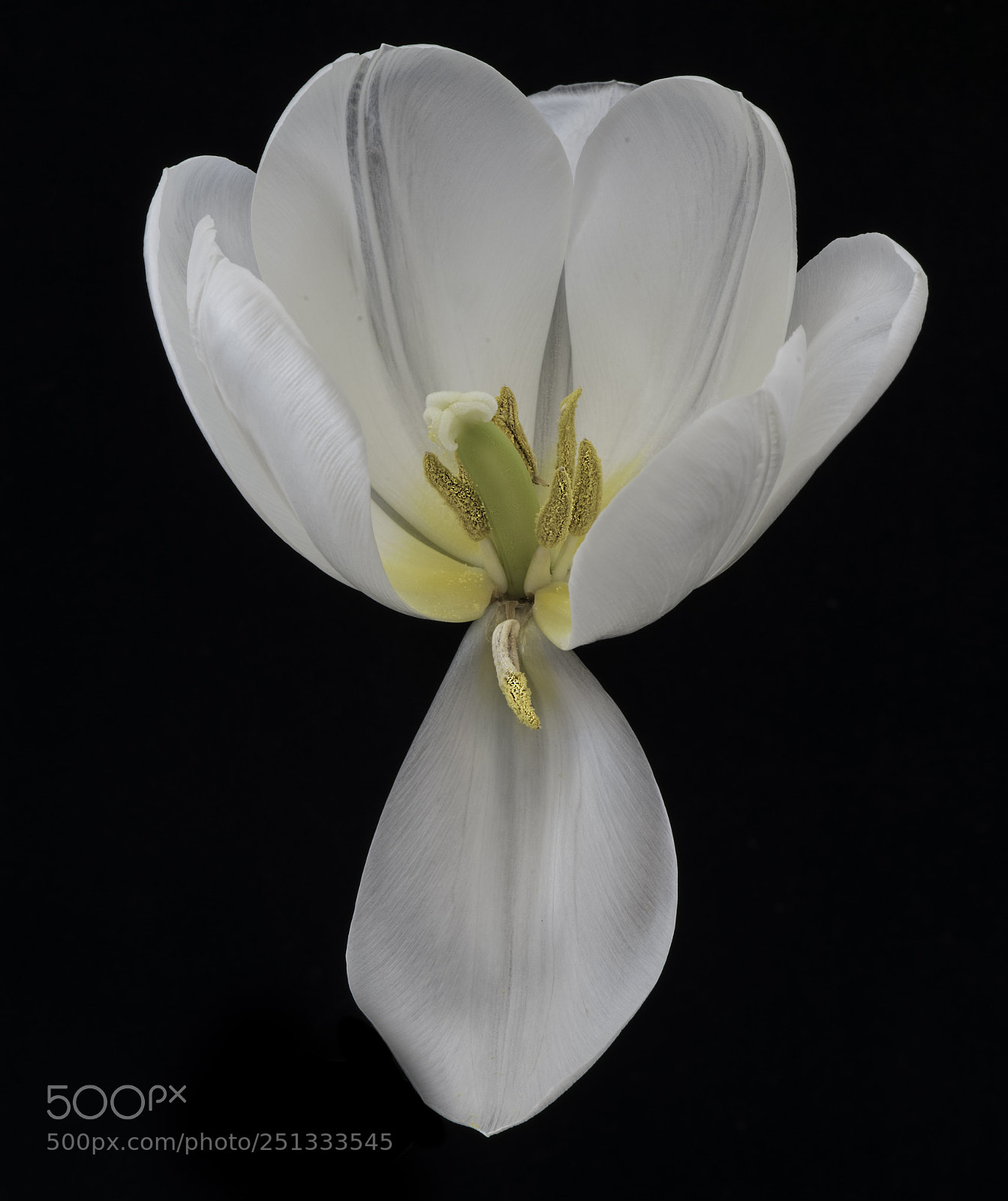 Nikon D810 sample photo. The last tulip photography