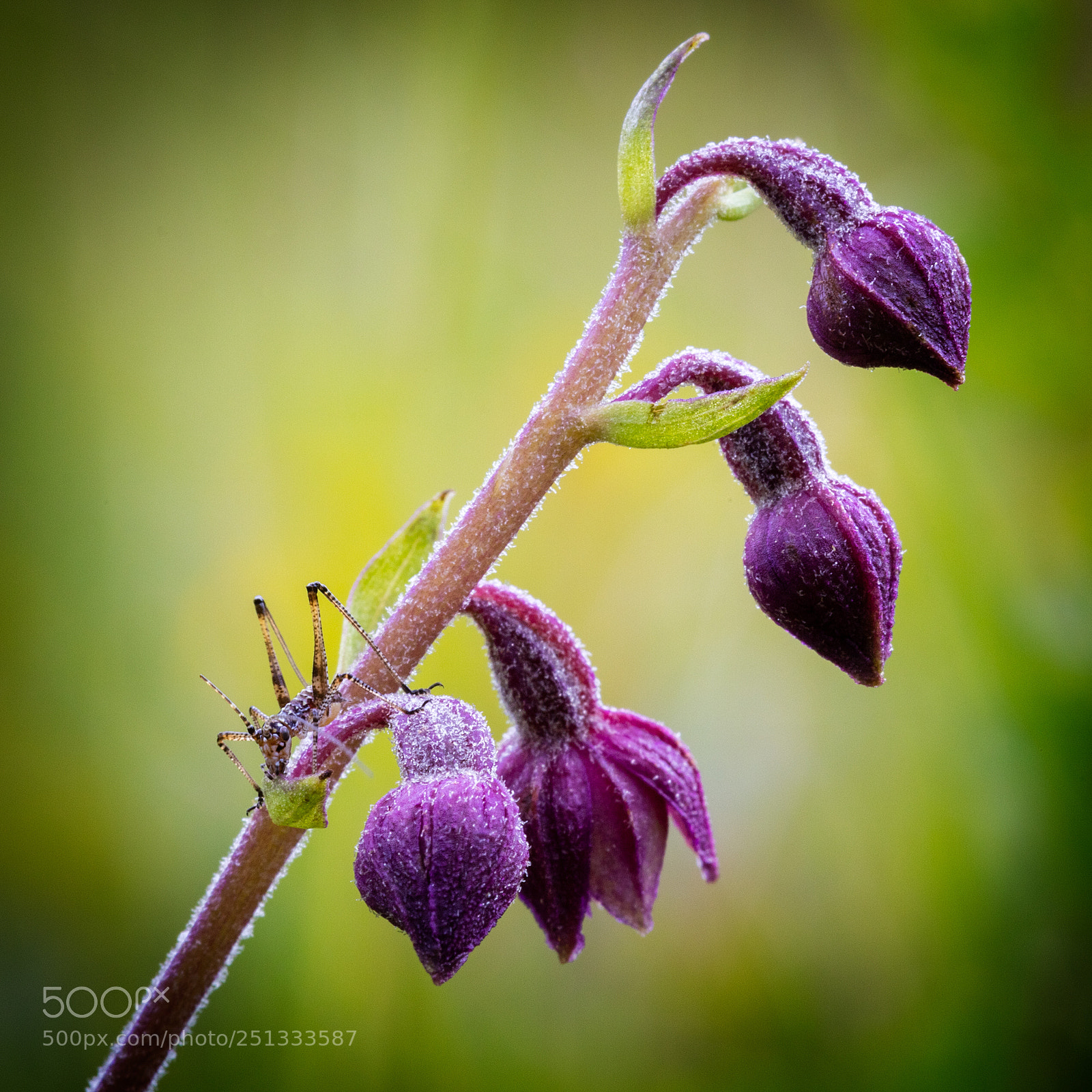 Canon EOS 5DS R sample photo. Epipactis pourpre. epipactis atrorubens photography