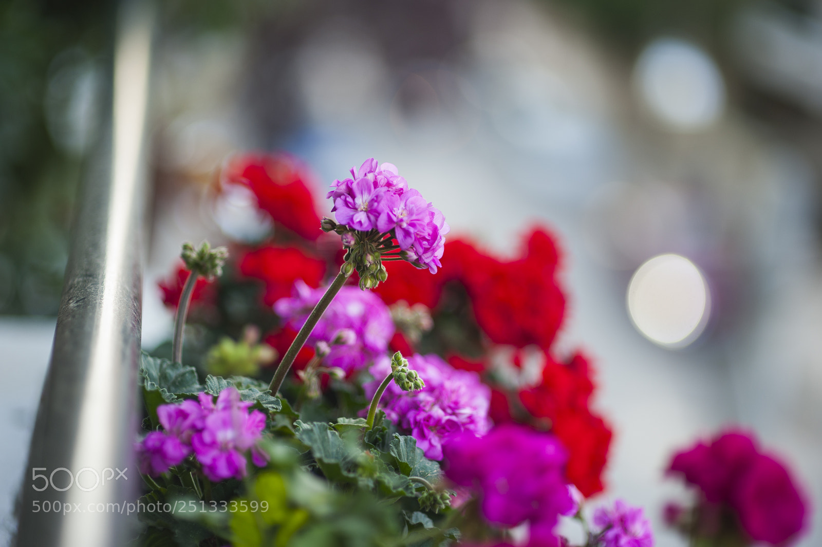Nikon D700 sample photo. Spring is close photography
