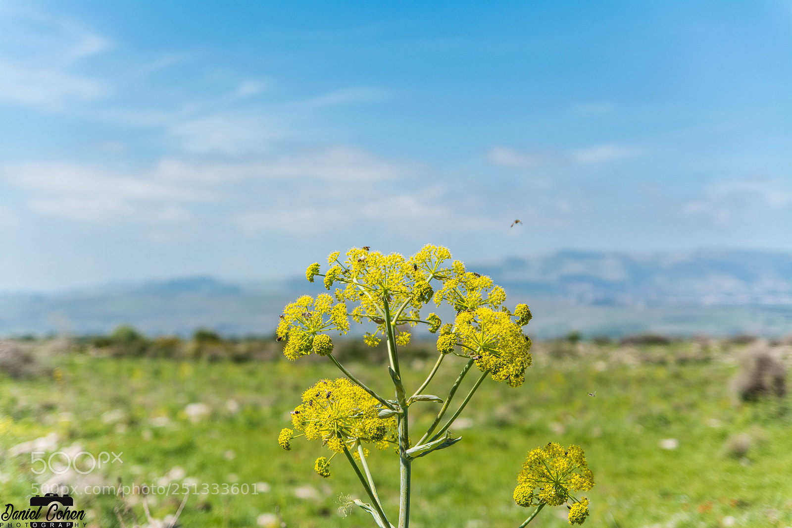 Nikon D7100 sample photo. Ferula photography