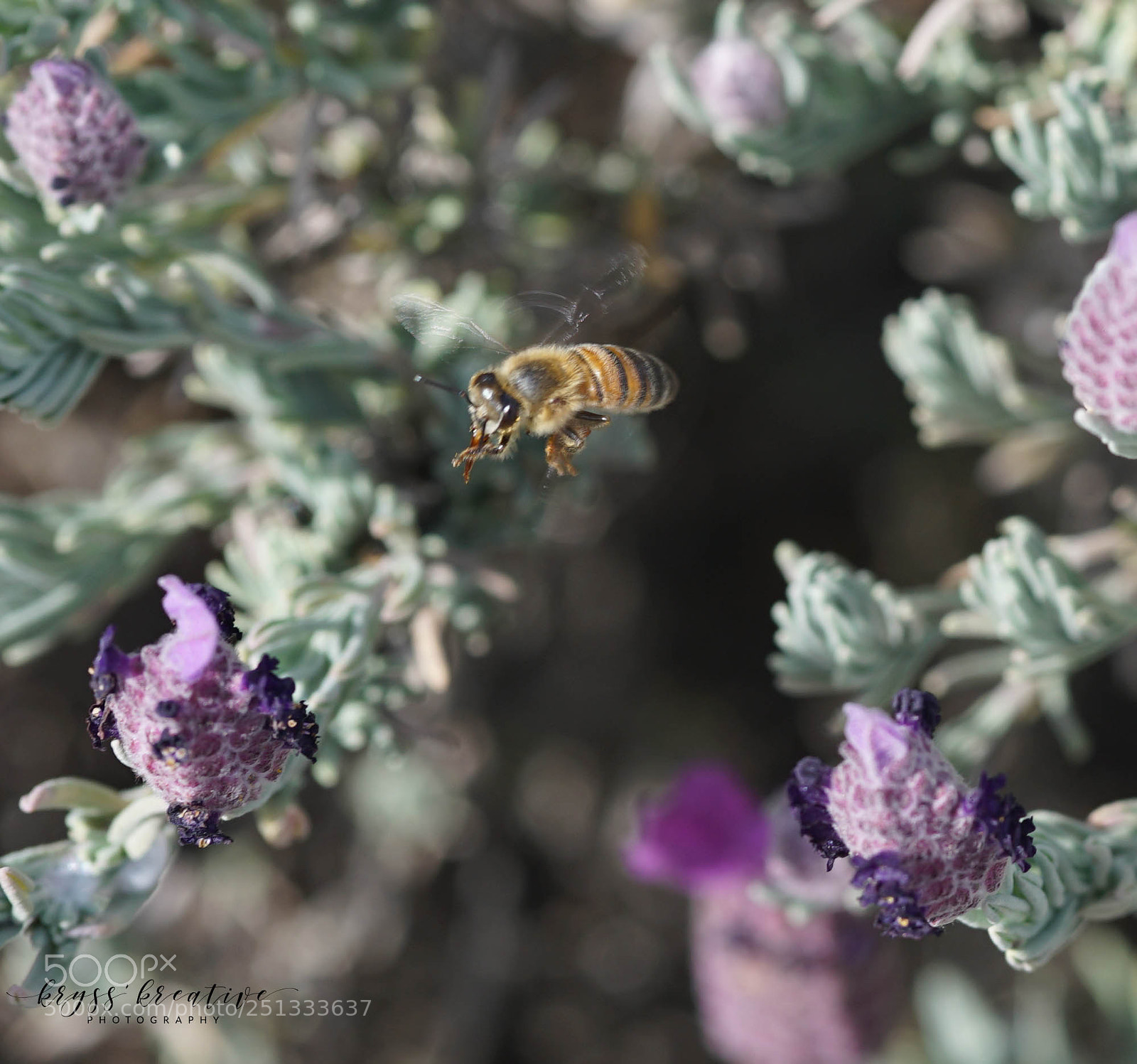 Sony a7R II sample photo. Sq photography