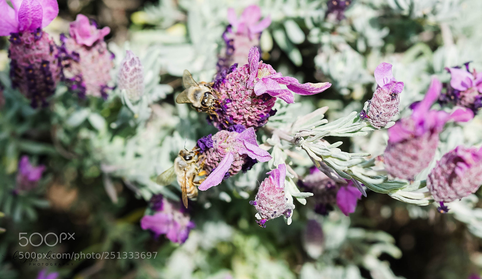 Sony a7R II sample photo. Sq photography