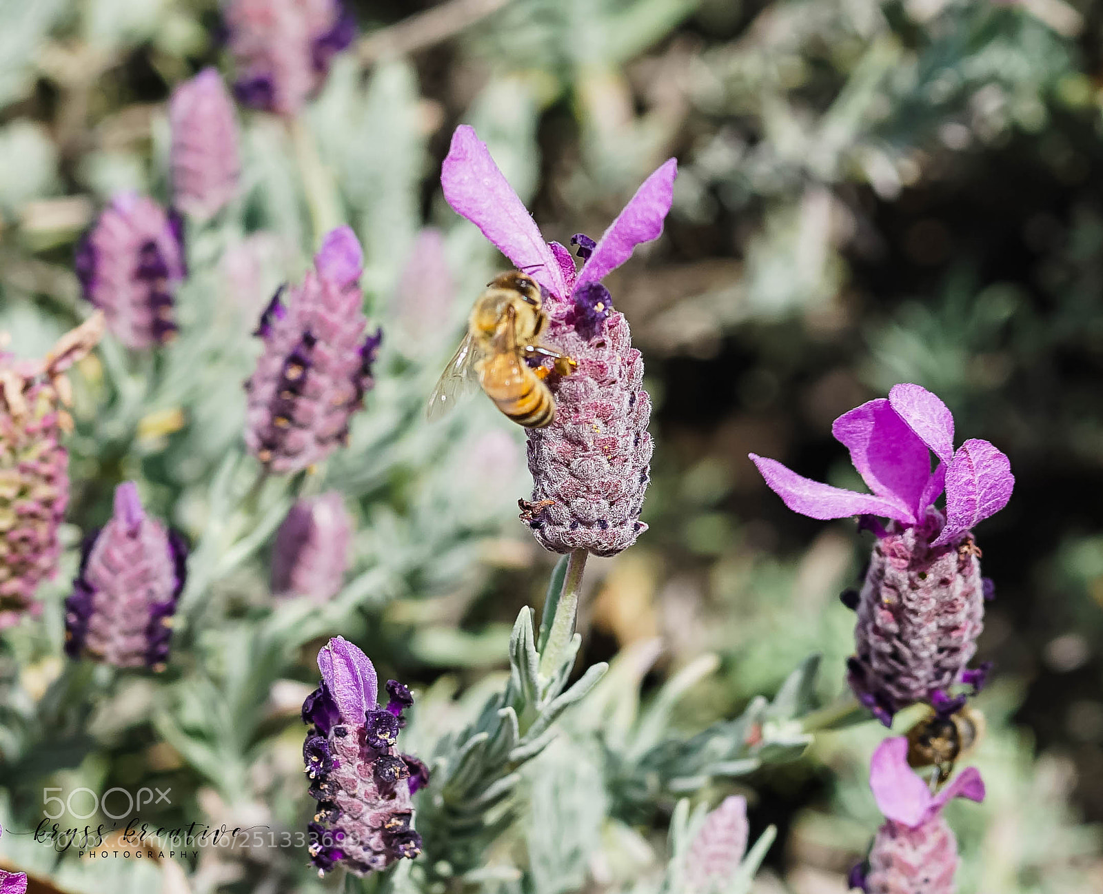Sony a7R II sample photo. Sq photography