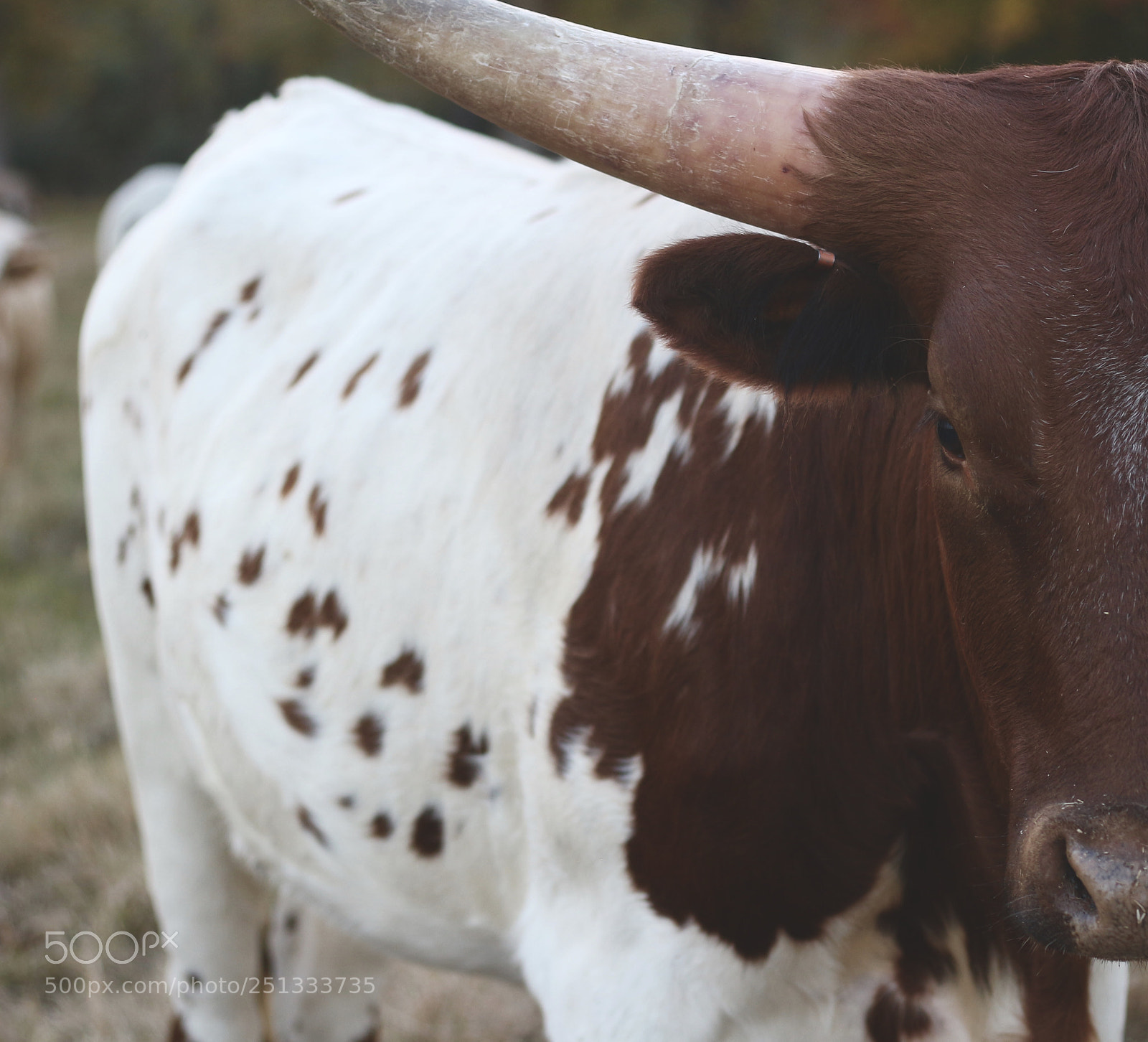Canon EOS 100D (EOS Rebel SL1 / EOS Kiss X7) sample photo. Longhorn photography