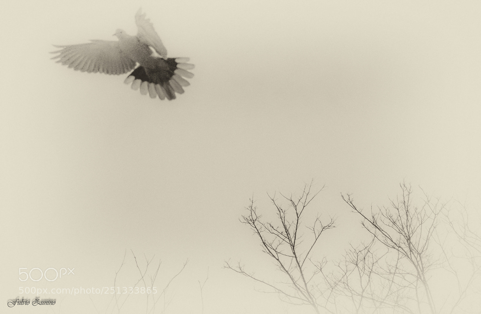 Olympus OM-D E-M1 Mark II sample photo. Dove photography