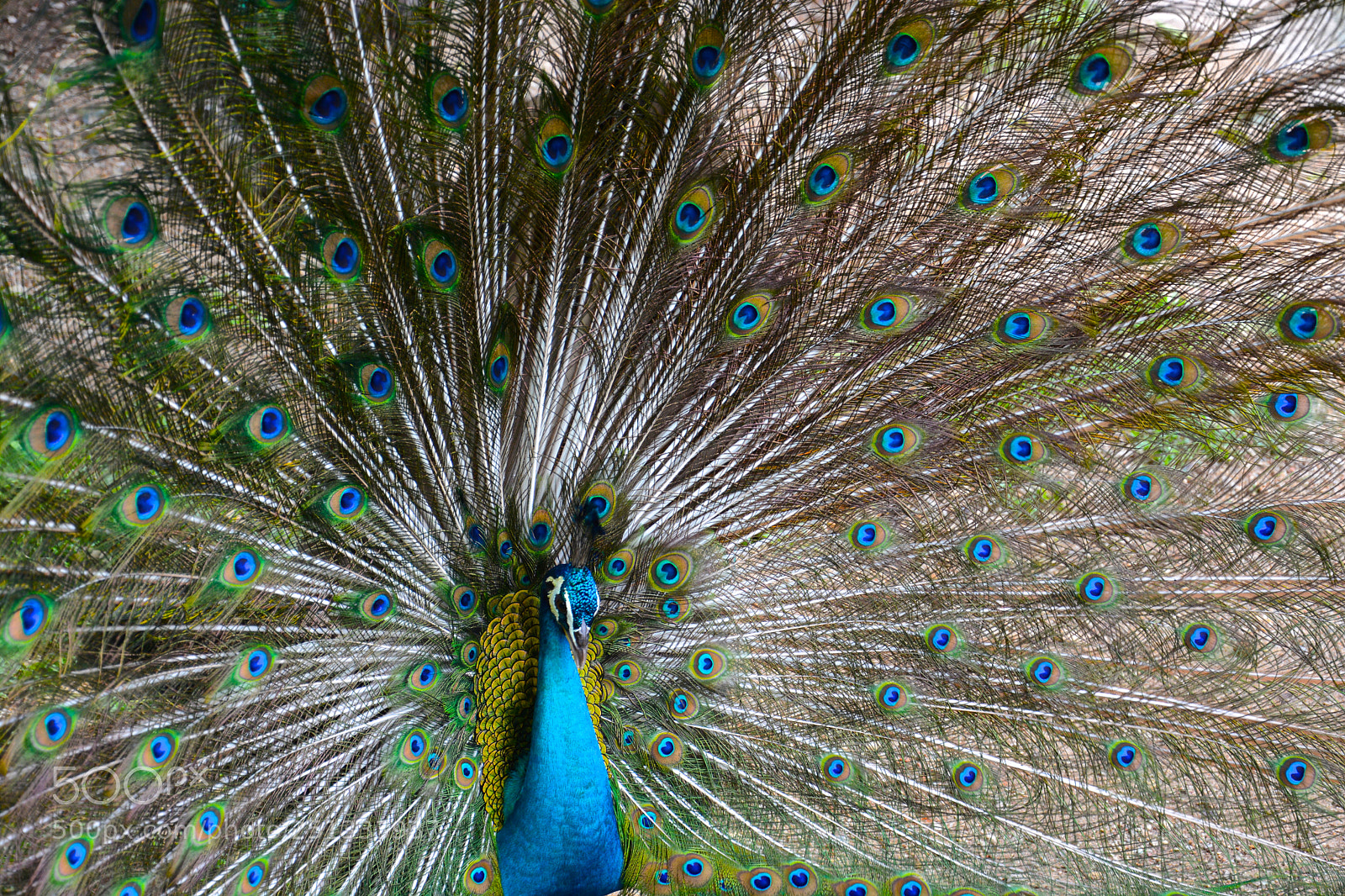 Nikon D7100 sample photo. Peacock's eyes photography