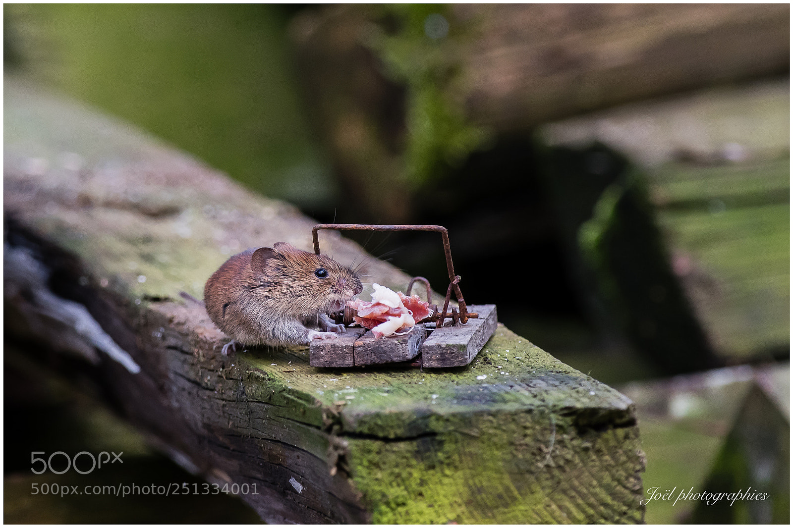 Nikon D810 sample photo. Not afraid photography