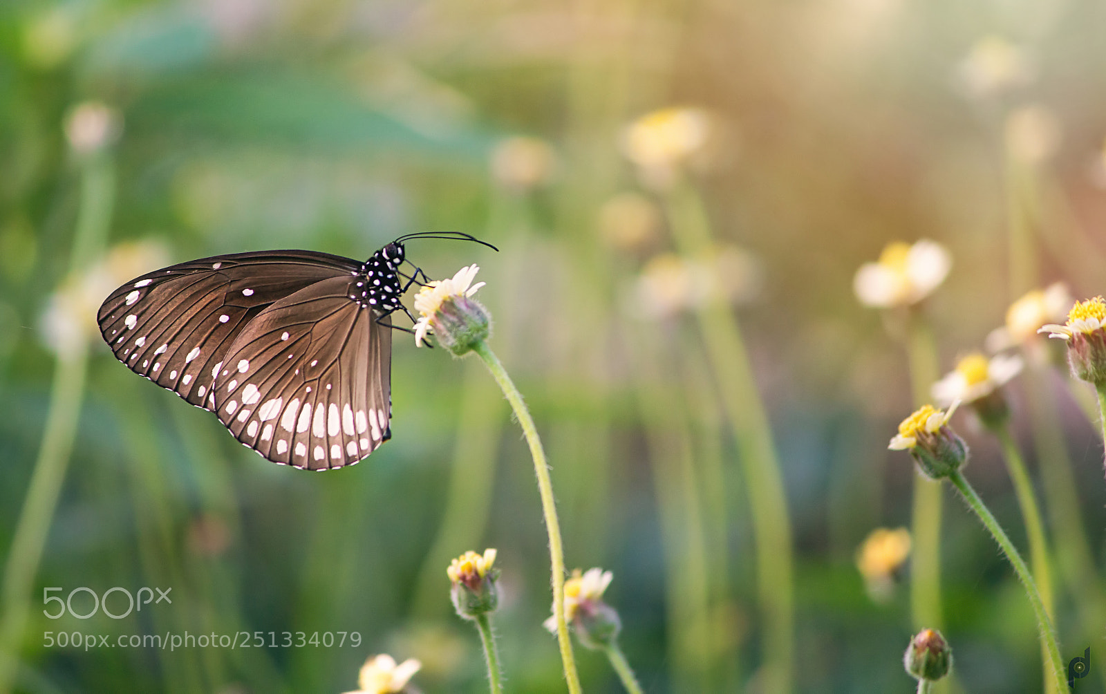 Canon EOS 1200D (EOS Rebel T5 / EOS Kiss X70 / EOS Hi) sample photo. Common indian crow butterfly photography