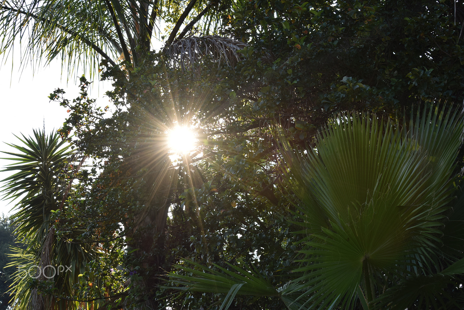 Nikon D5300 sample photo. Light palm tree photography