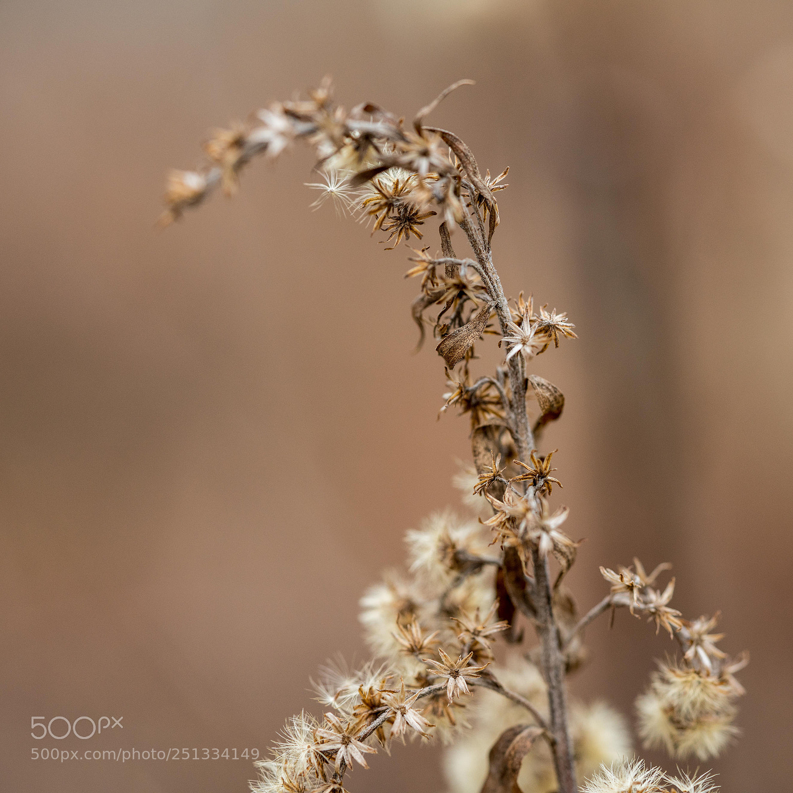 Sony a7R II sample photo. Trockener blütenzweig photography
